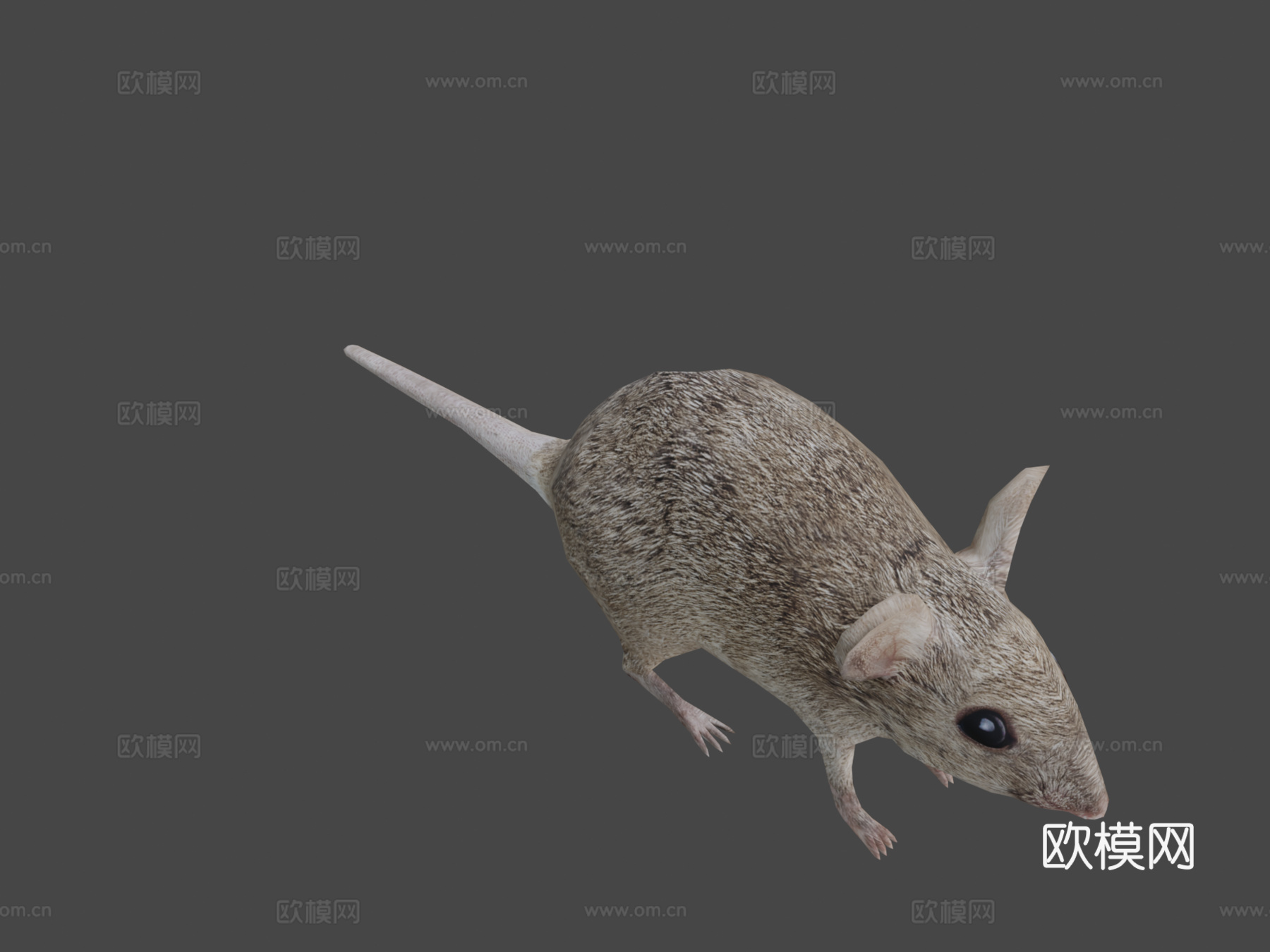 RT鸟类与小动物老鼠su模型