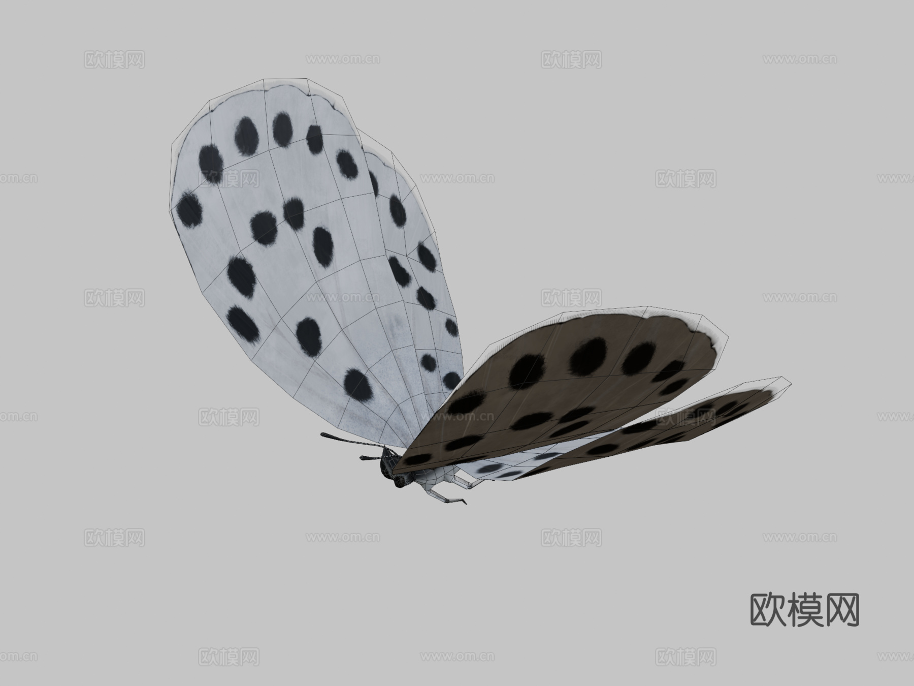 大虎斑蝶绑定su模型