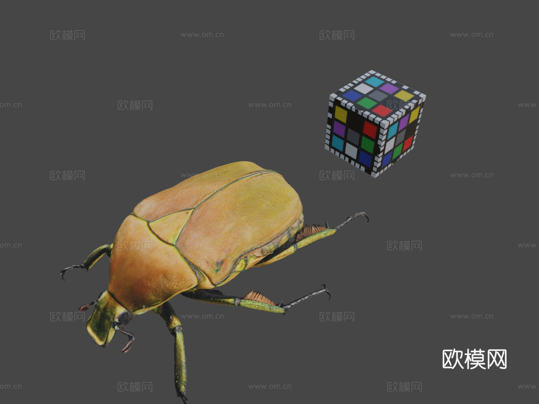CC0日本金龟子无人机甲虫日本菱金龟su模型