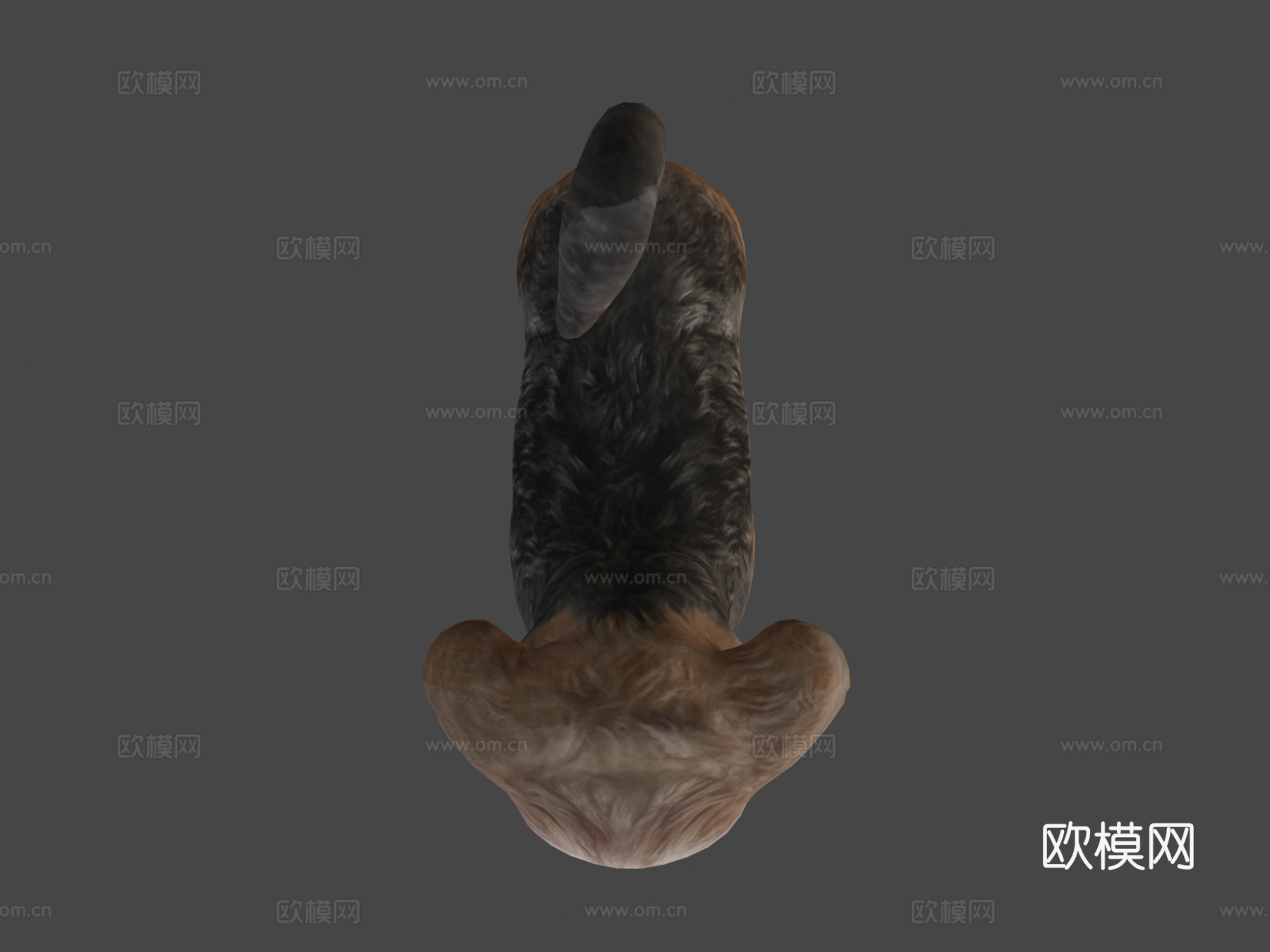 西施犬品种低多边形su模型