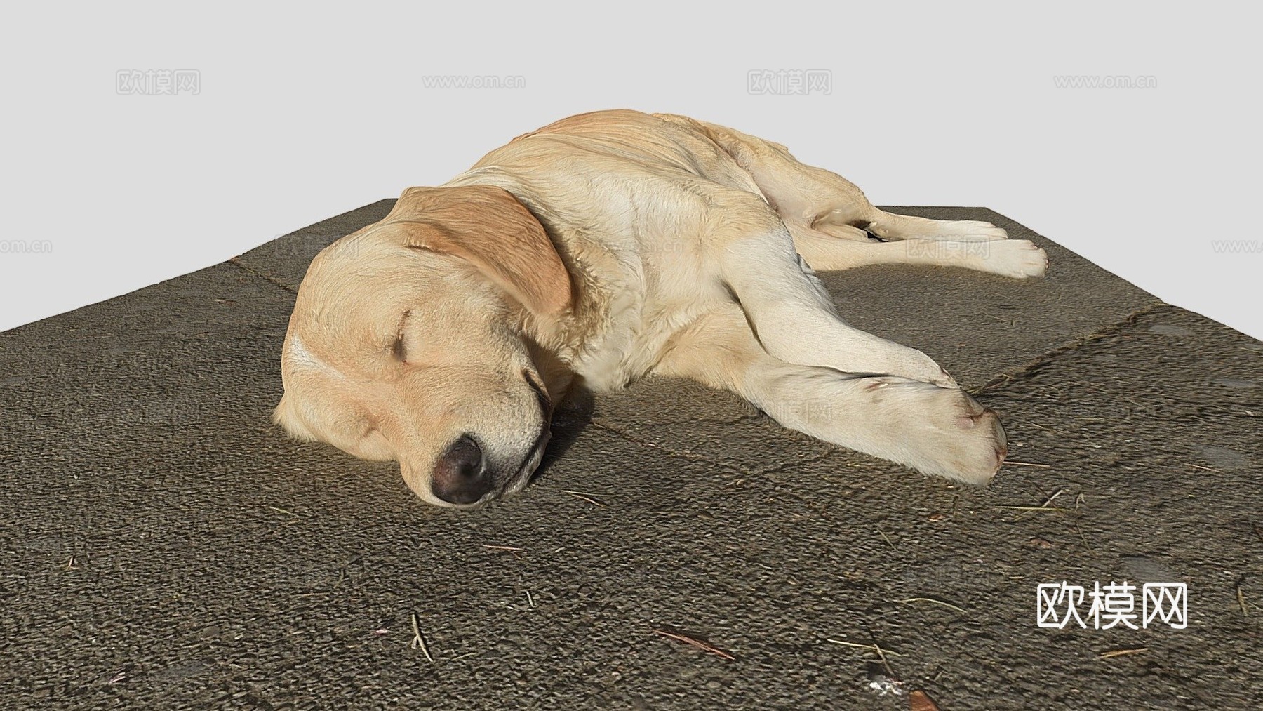 第比利斯流浪狗su模型