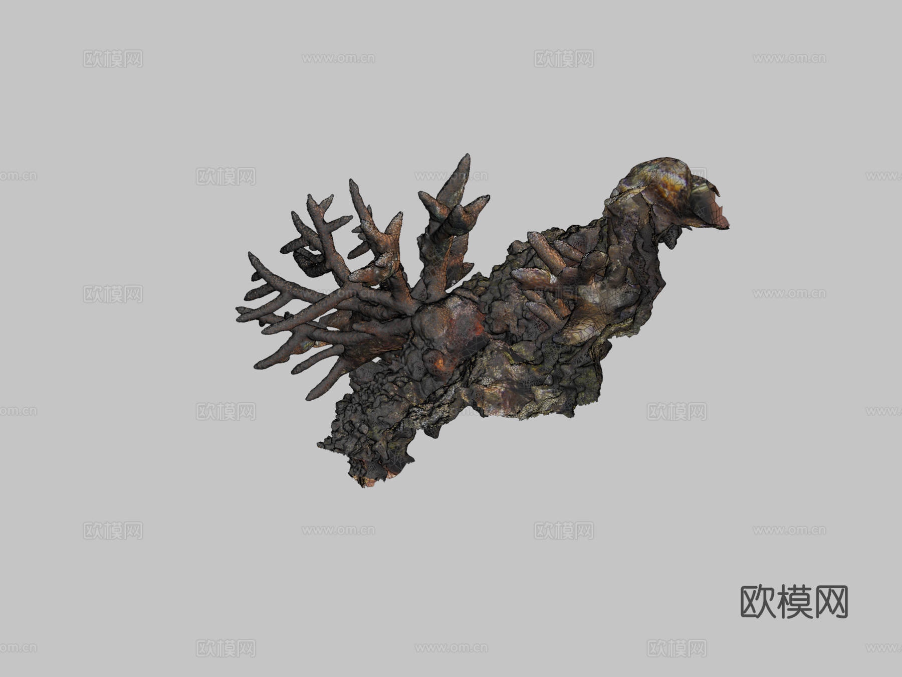 鹿角珊瑚鹿角珊瑚属su模型