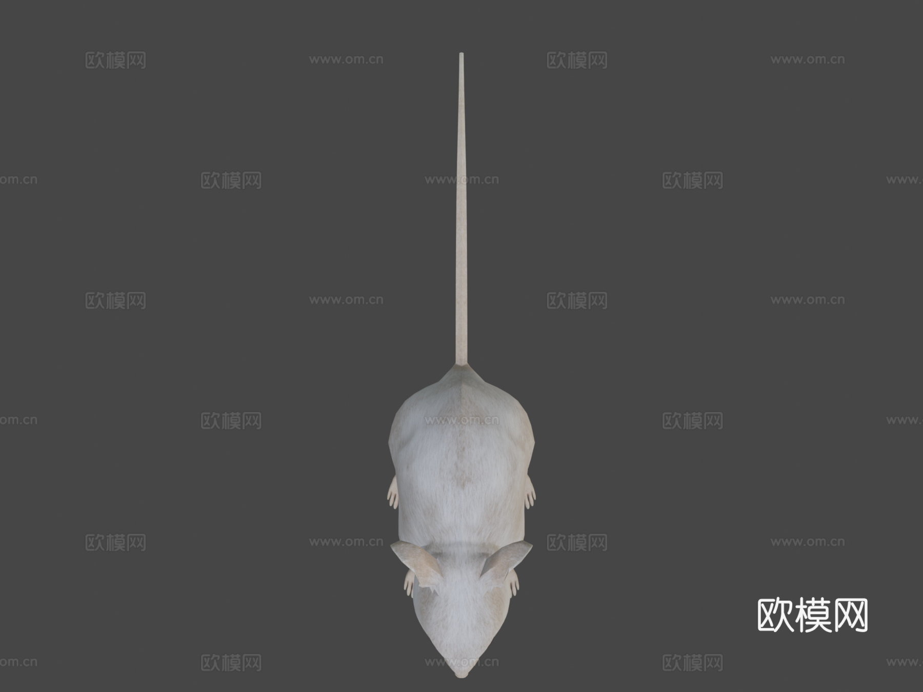 老鼠XGEN毛发系统多色写实风格su模型