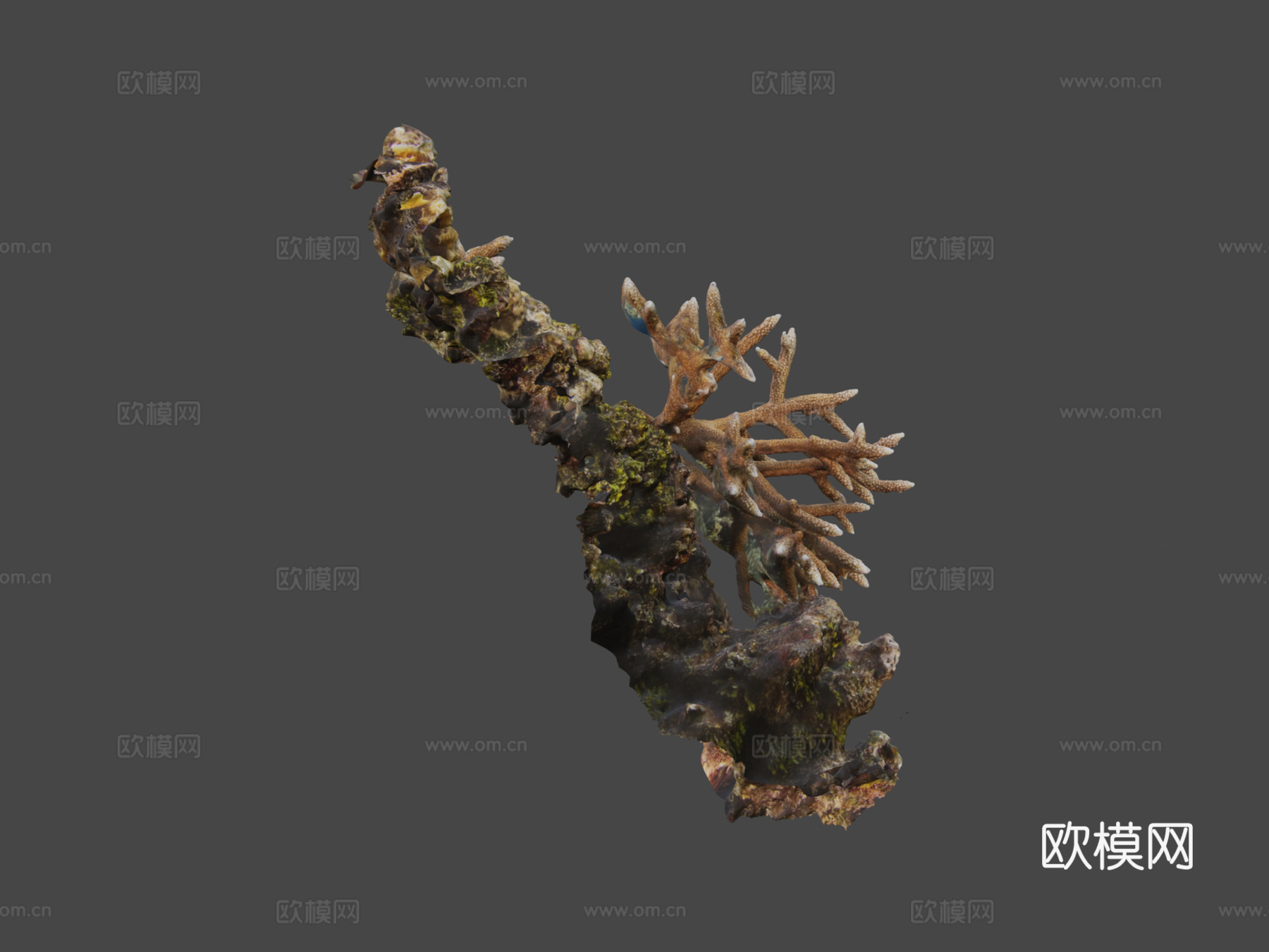 鹿角珊瑚鹿角珊瑚属su模型
