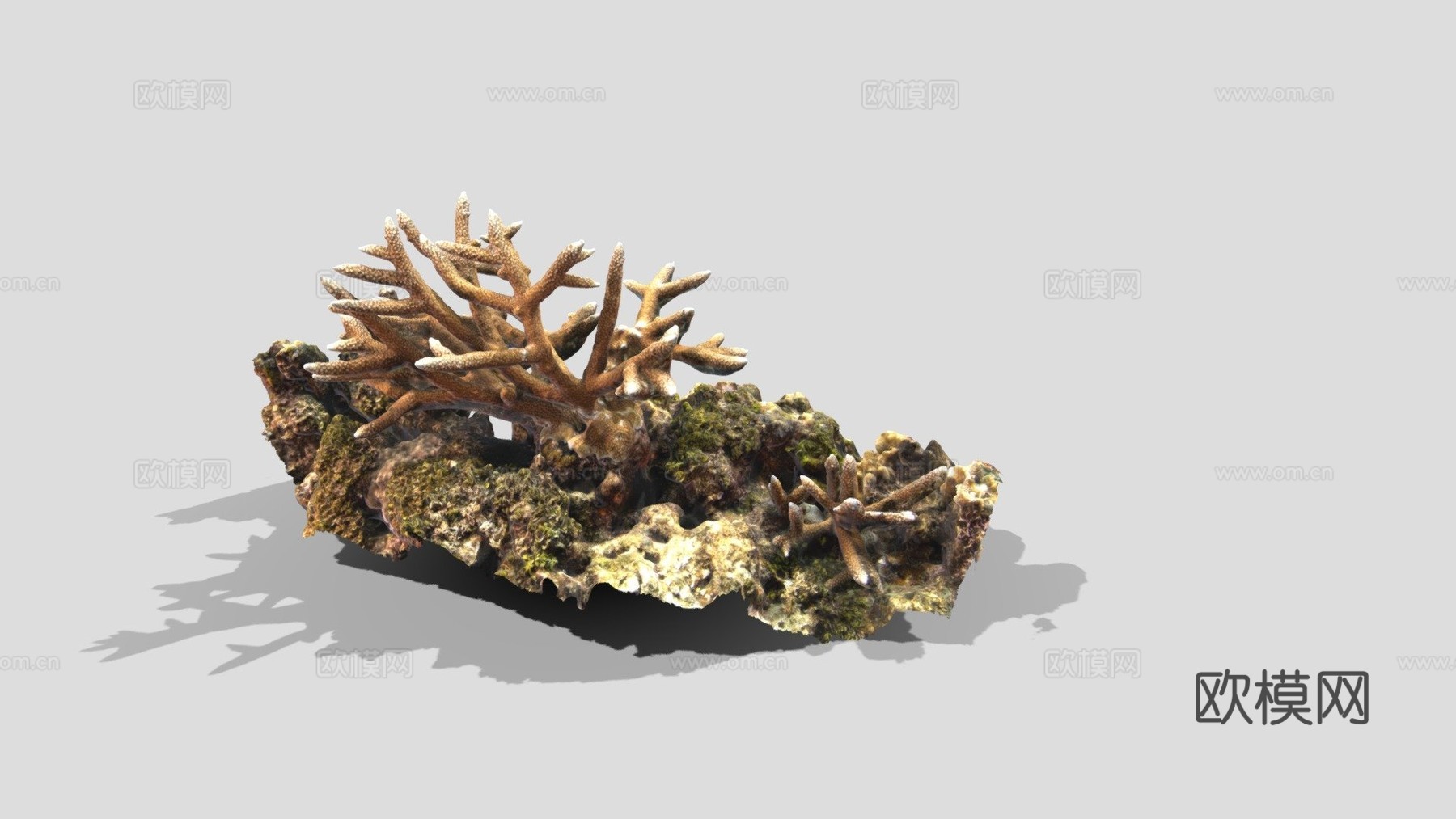 鹿角珊瑚鹿角珊瑚属su模型