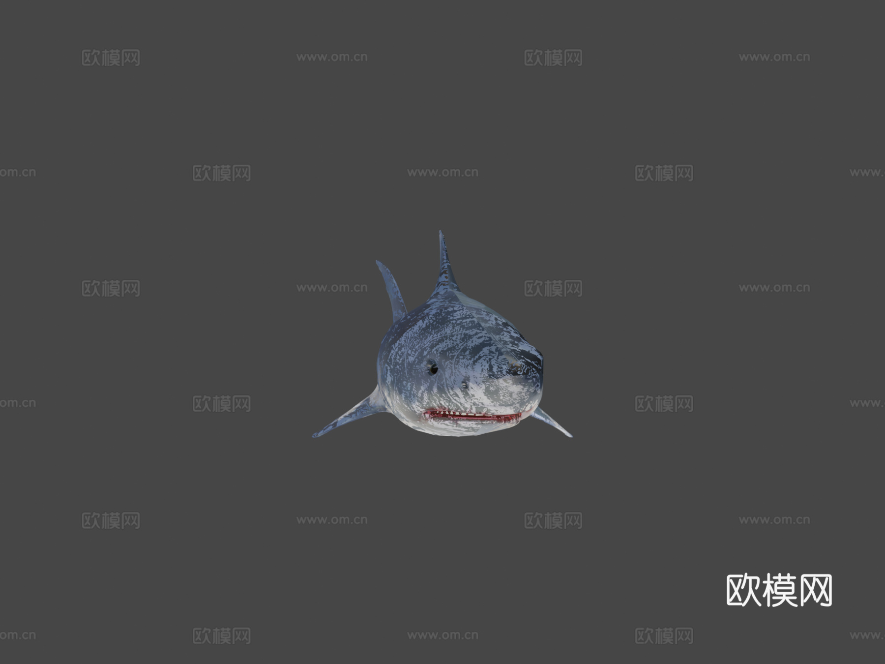 真实鲨鱼su模型