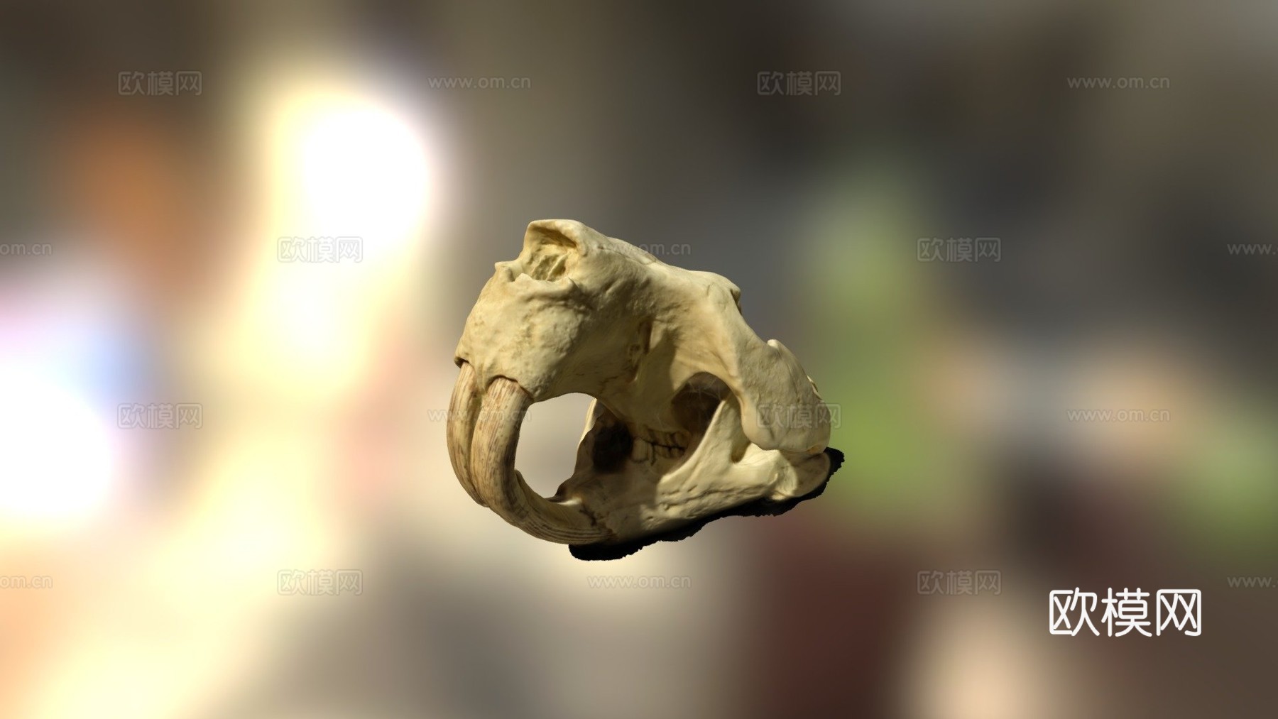 巨型河狸头骨su模型