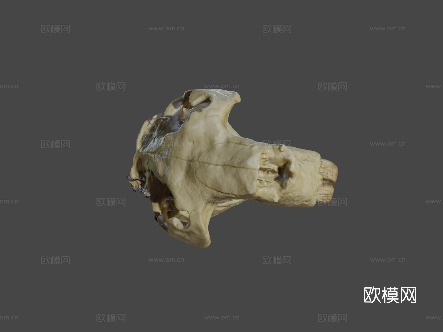 巨型河狸头骨su模型