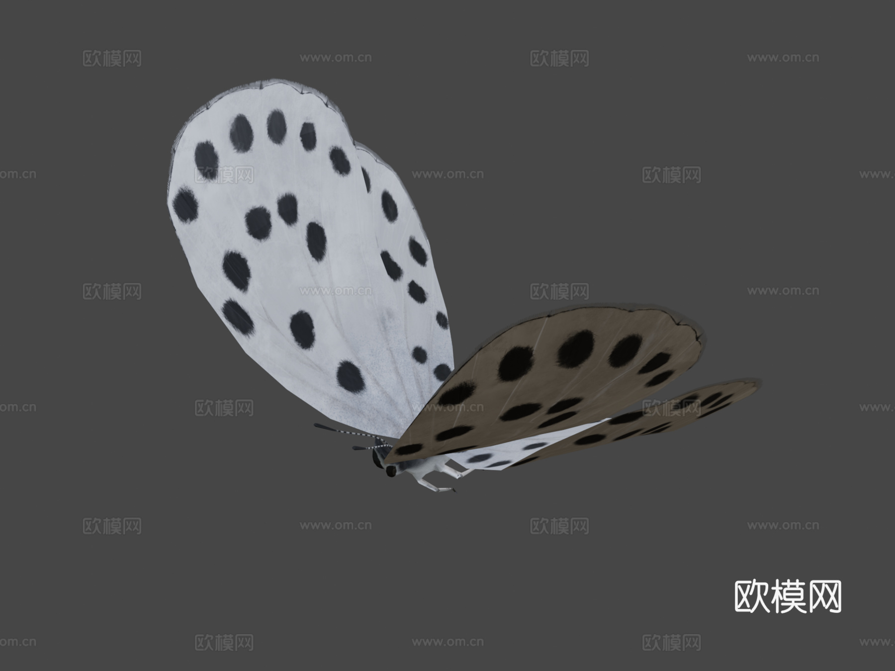 大虎斑蝶绑定su模型