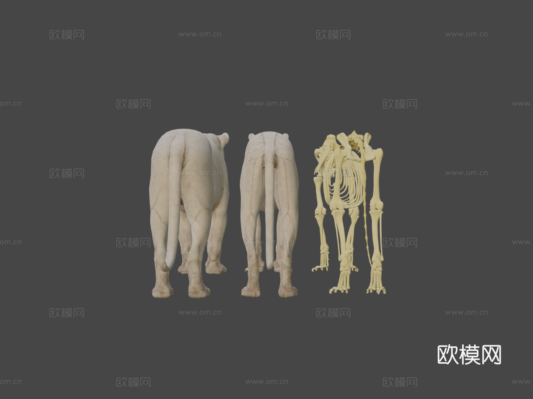 狮子骨骼解剖su模型