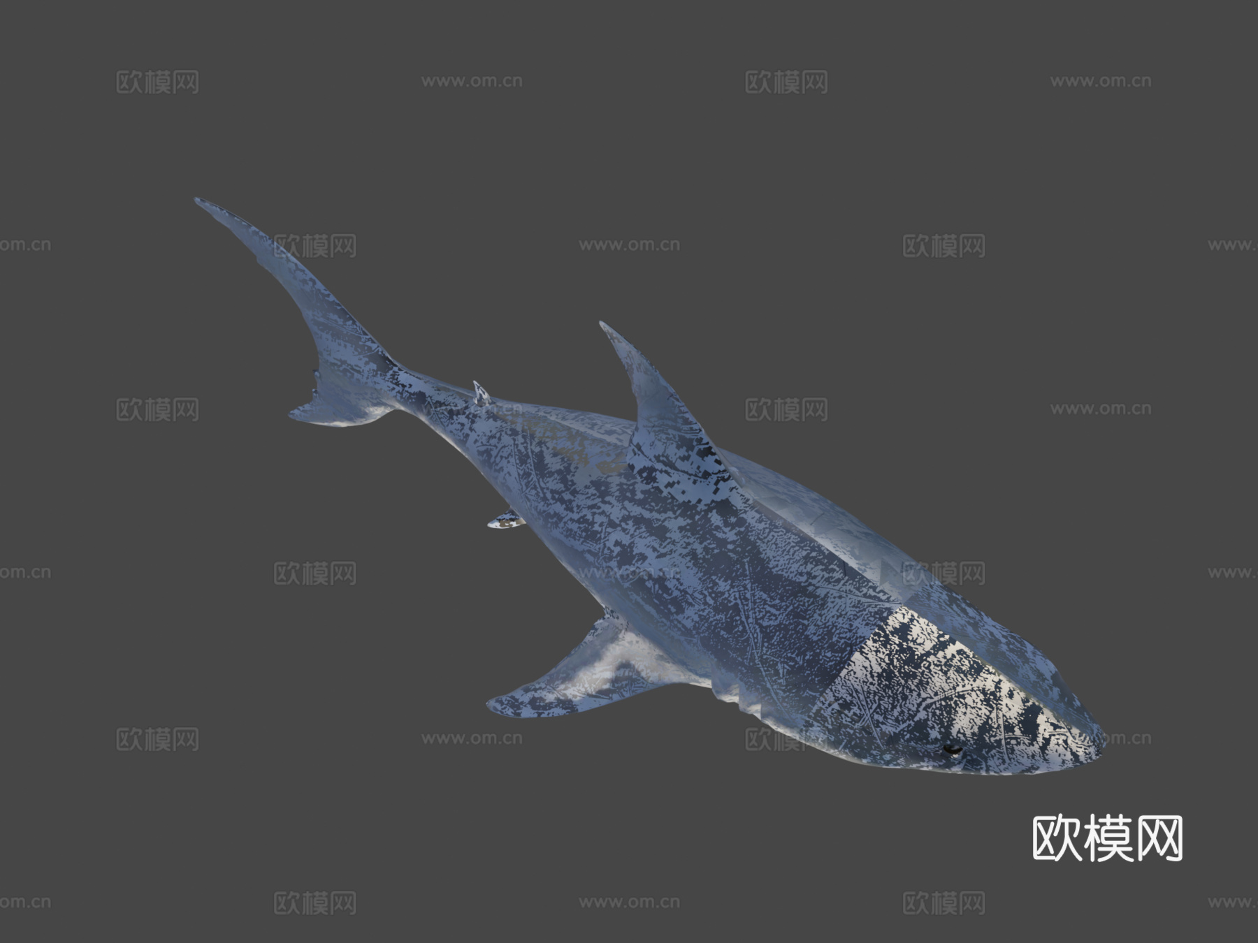 真实鲨鱼su模型