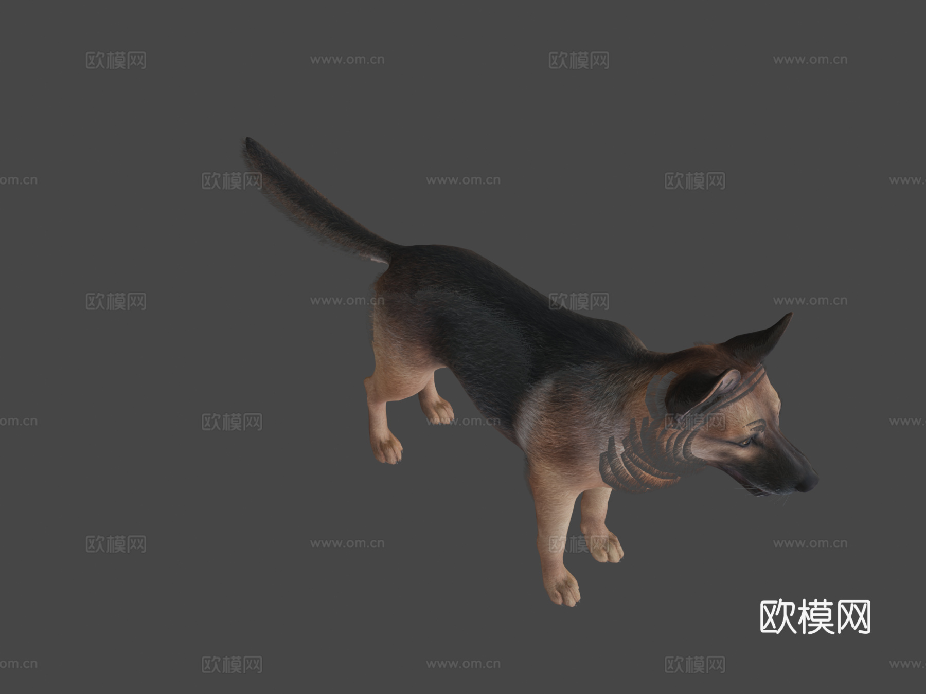 狗牧羊犬v2su模型