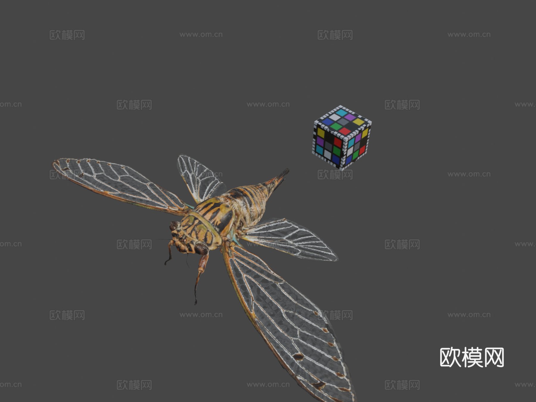 CC0岩崎蝉岩崎蝉鸣蝉属岩崎种su模型