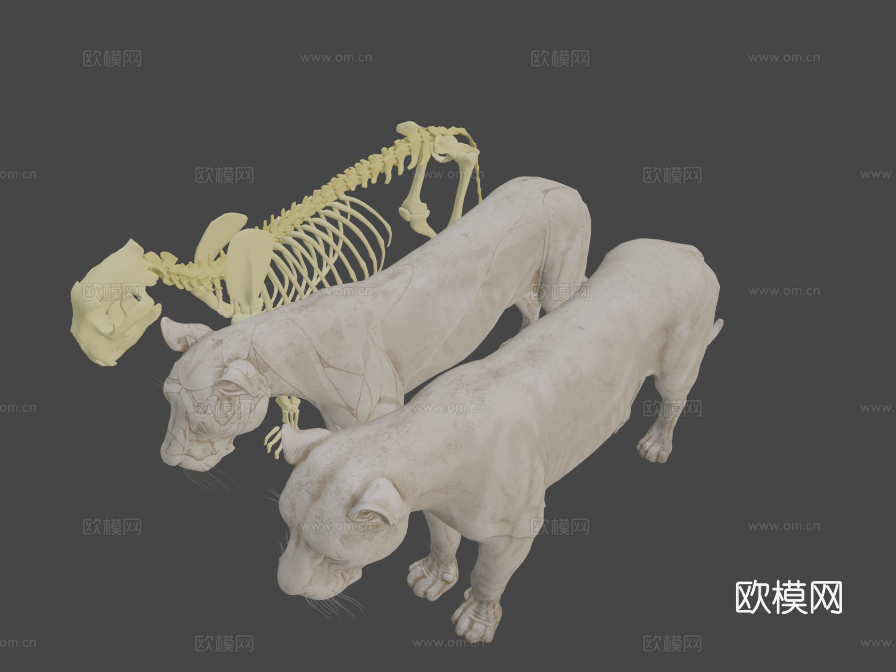 狮子骨骼解剖su模型