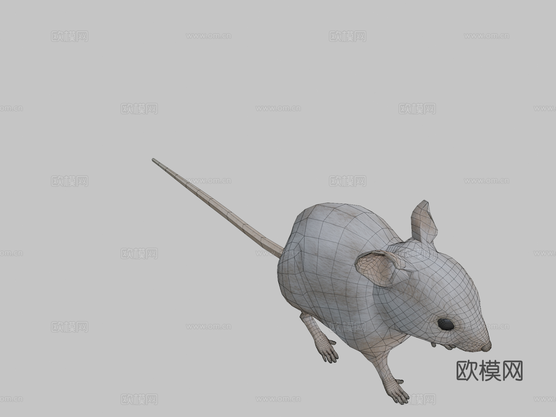 老鼠XGEN毛发系统多色写实风格su模型