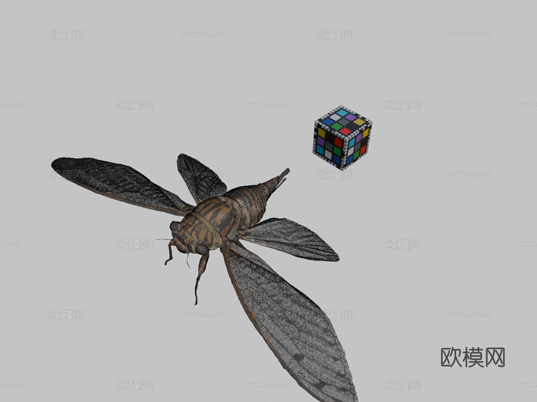 CC0岩崎蝉岩崎蝉鸣蝉属岩崎种su模型