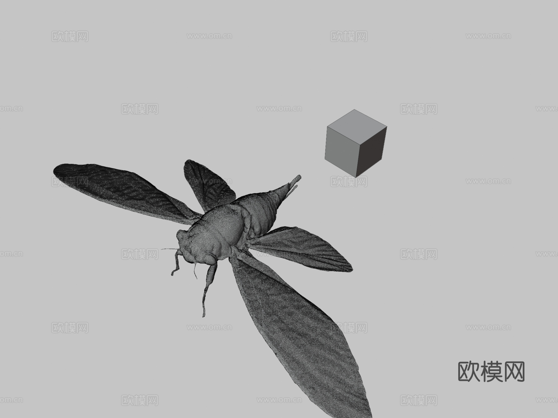 CC0岩崎蝉岩崎蝉鸣蝉属岩崎种su模型