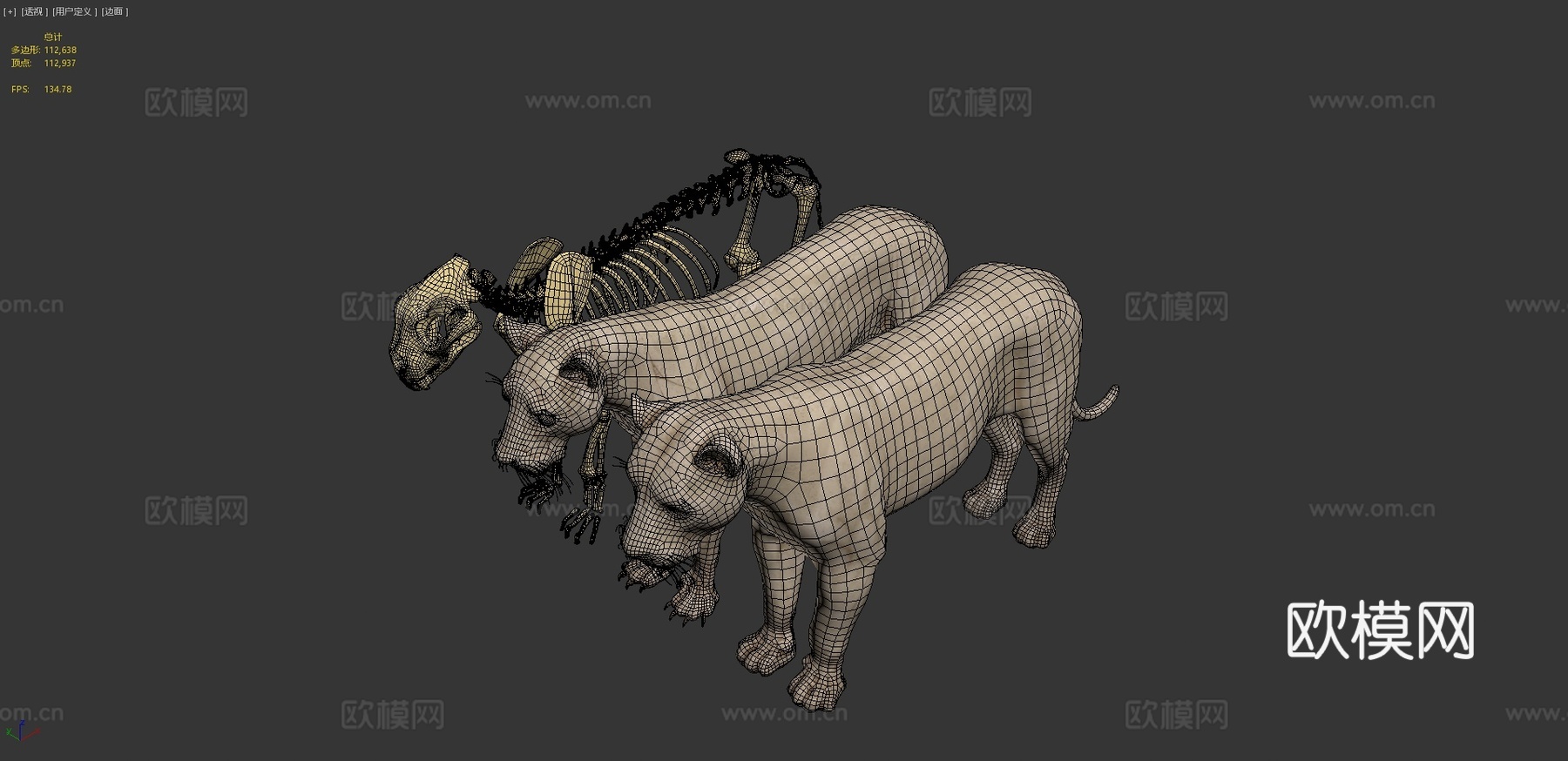 狮子骨骼解剖su模型