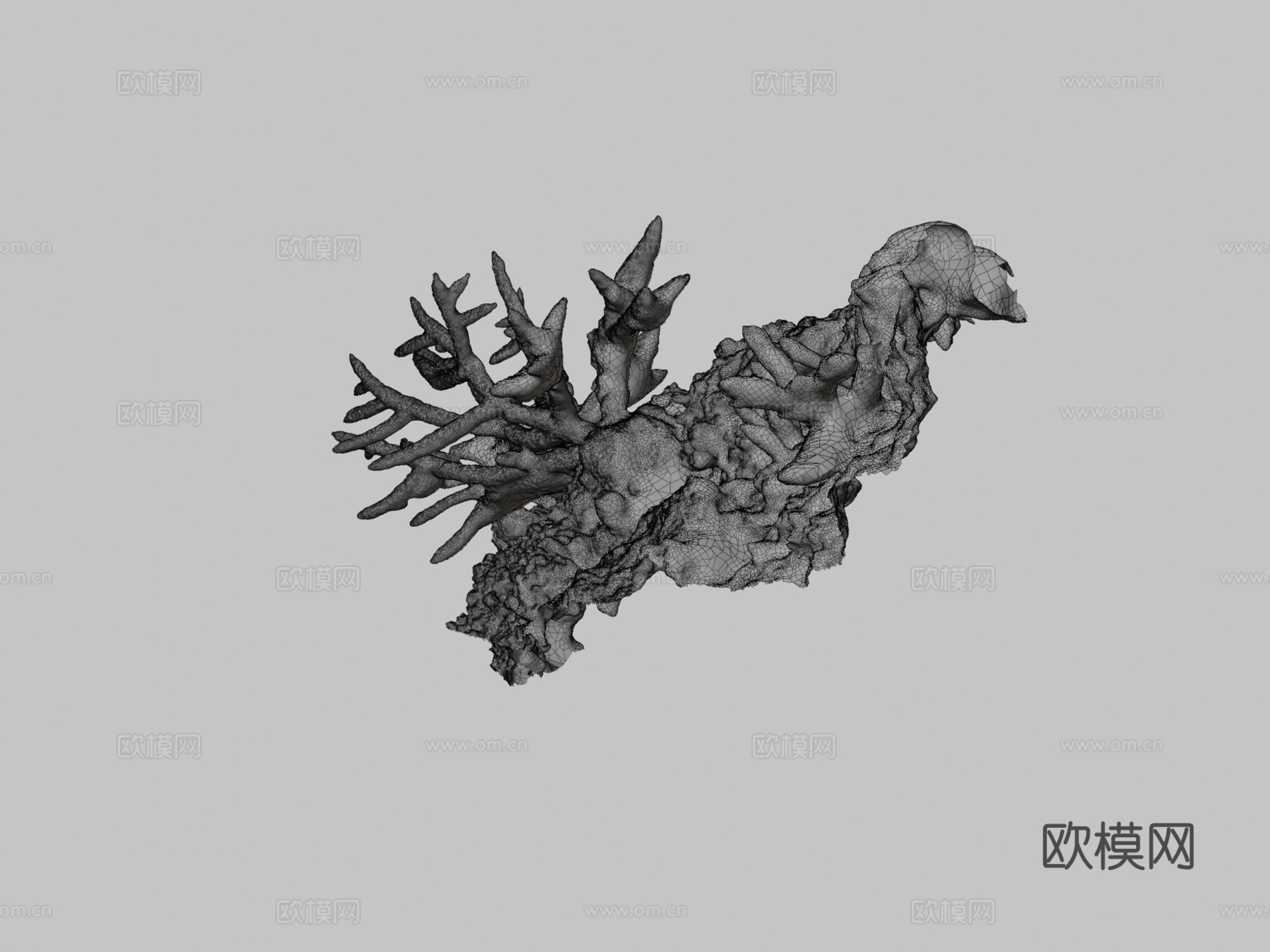 鹿角珊瑚鹿角珊瑚属su模型