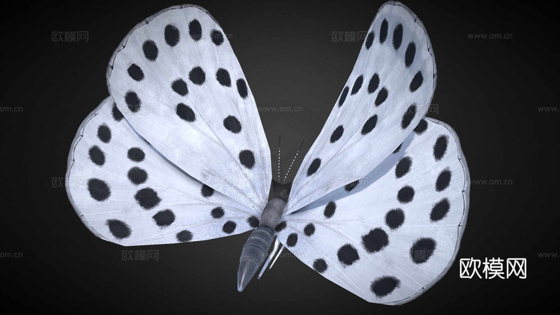 大虎斑蝶绑定su模型