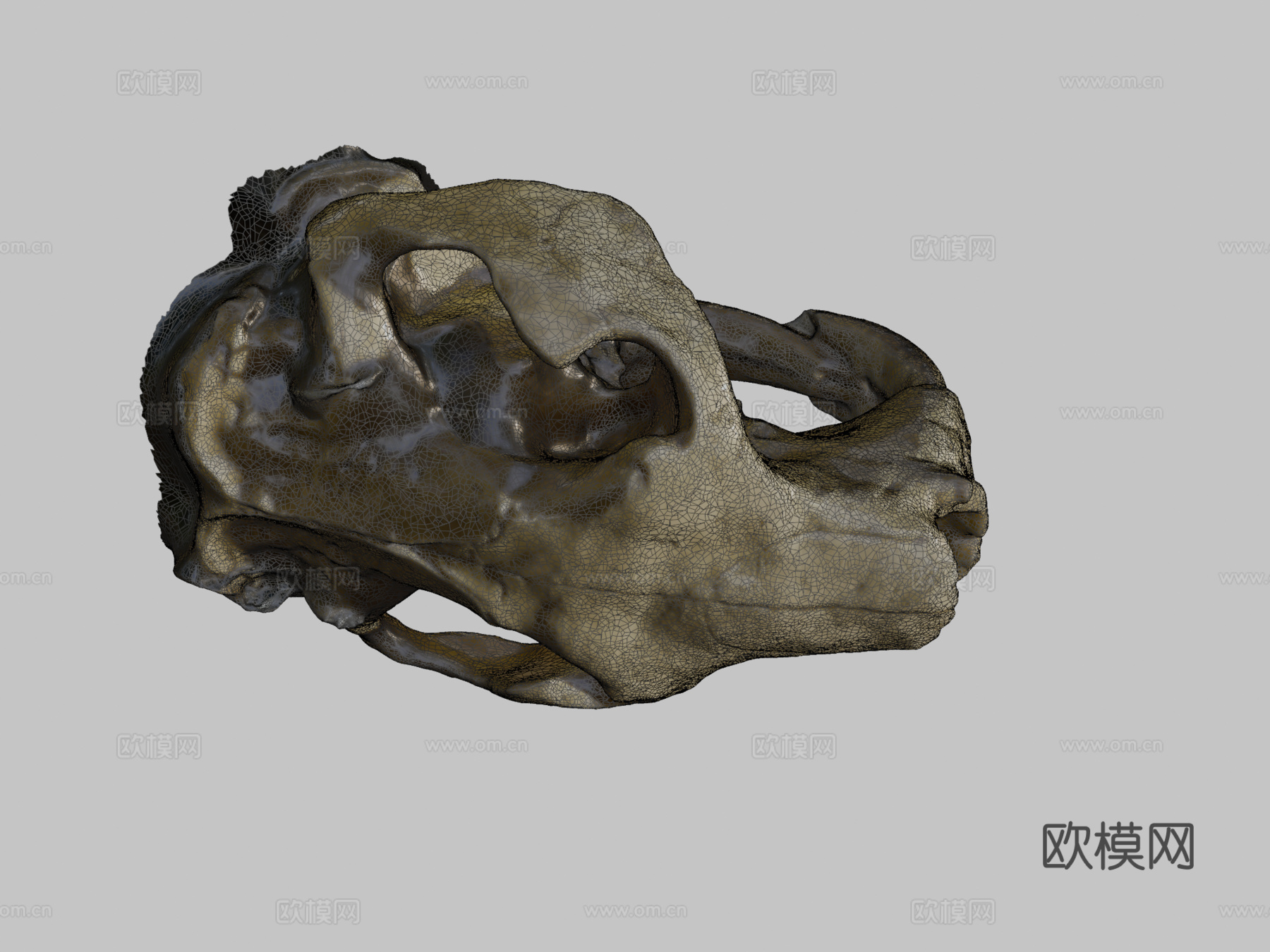 巨型河狸头骨su模型