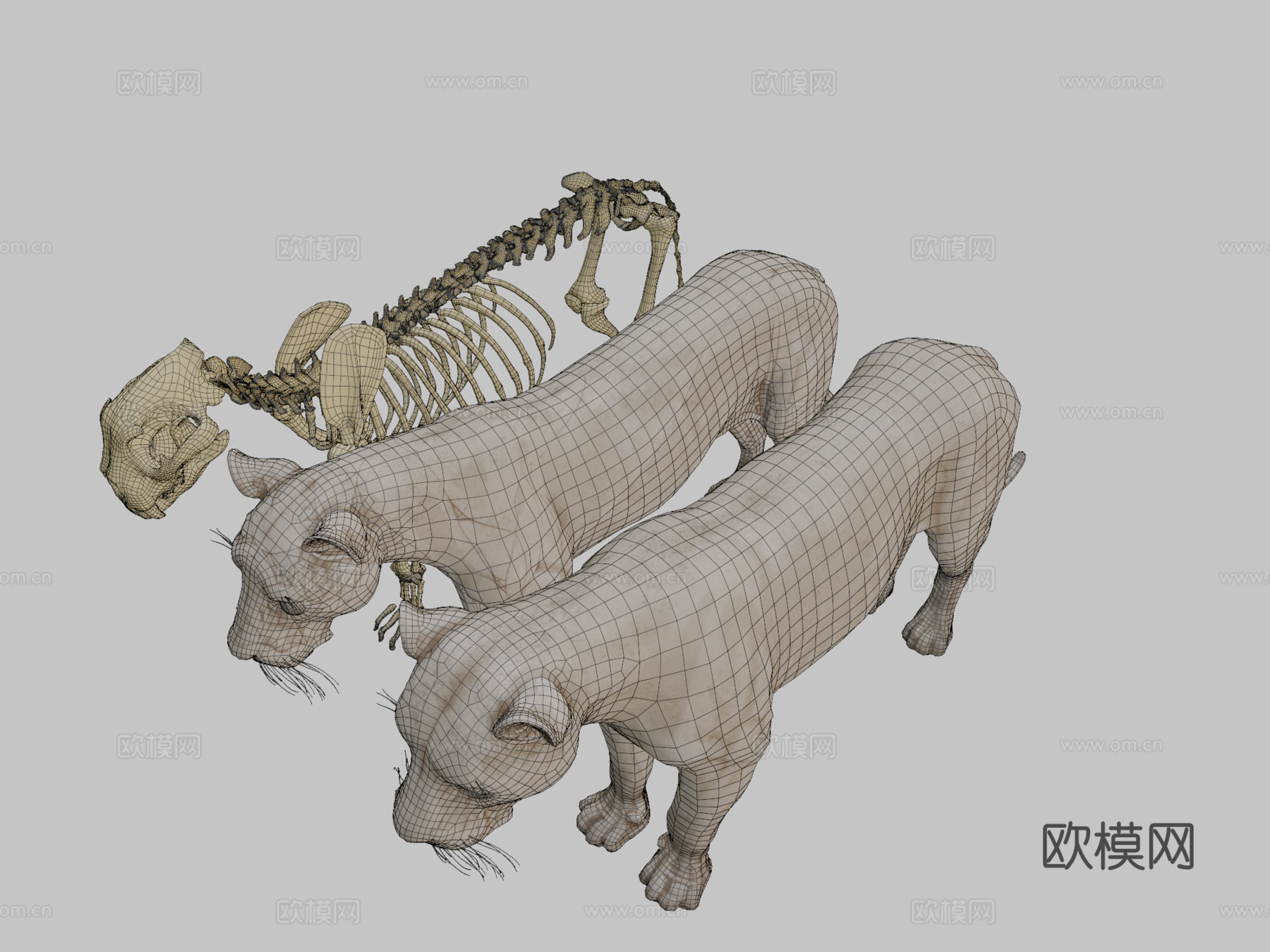 狮子骨骼解剖su模型