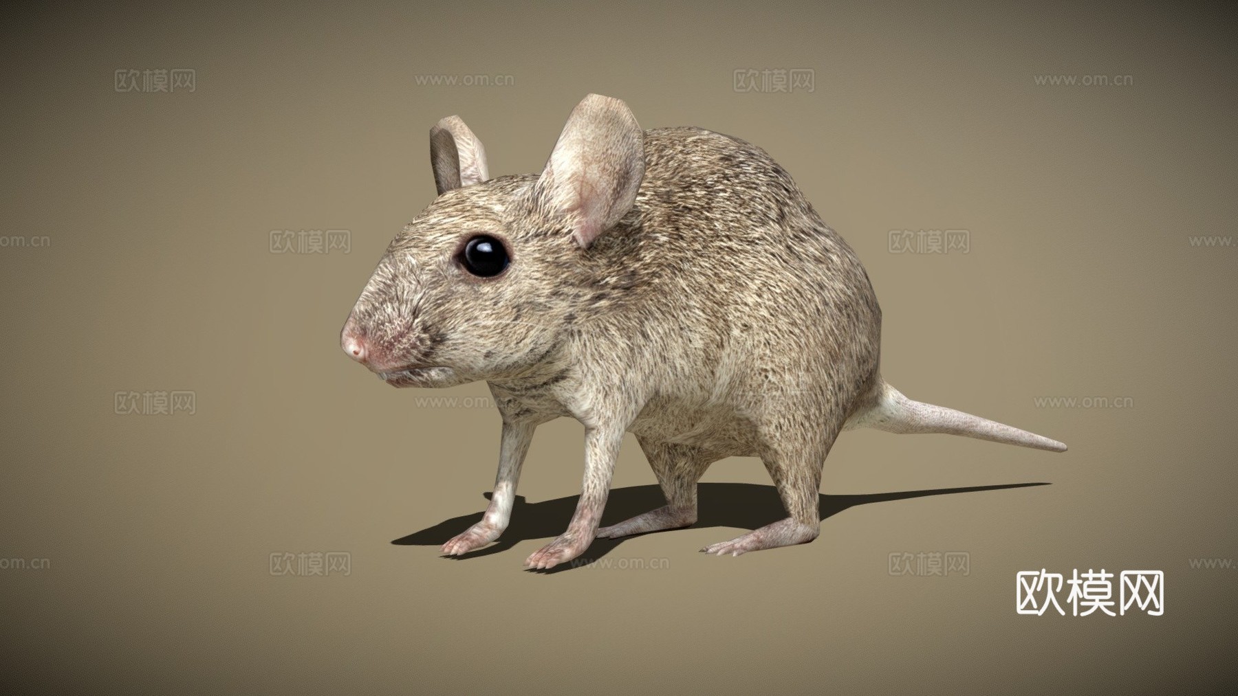 RT鸟类与小动物老鼠su模型