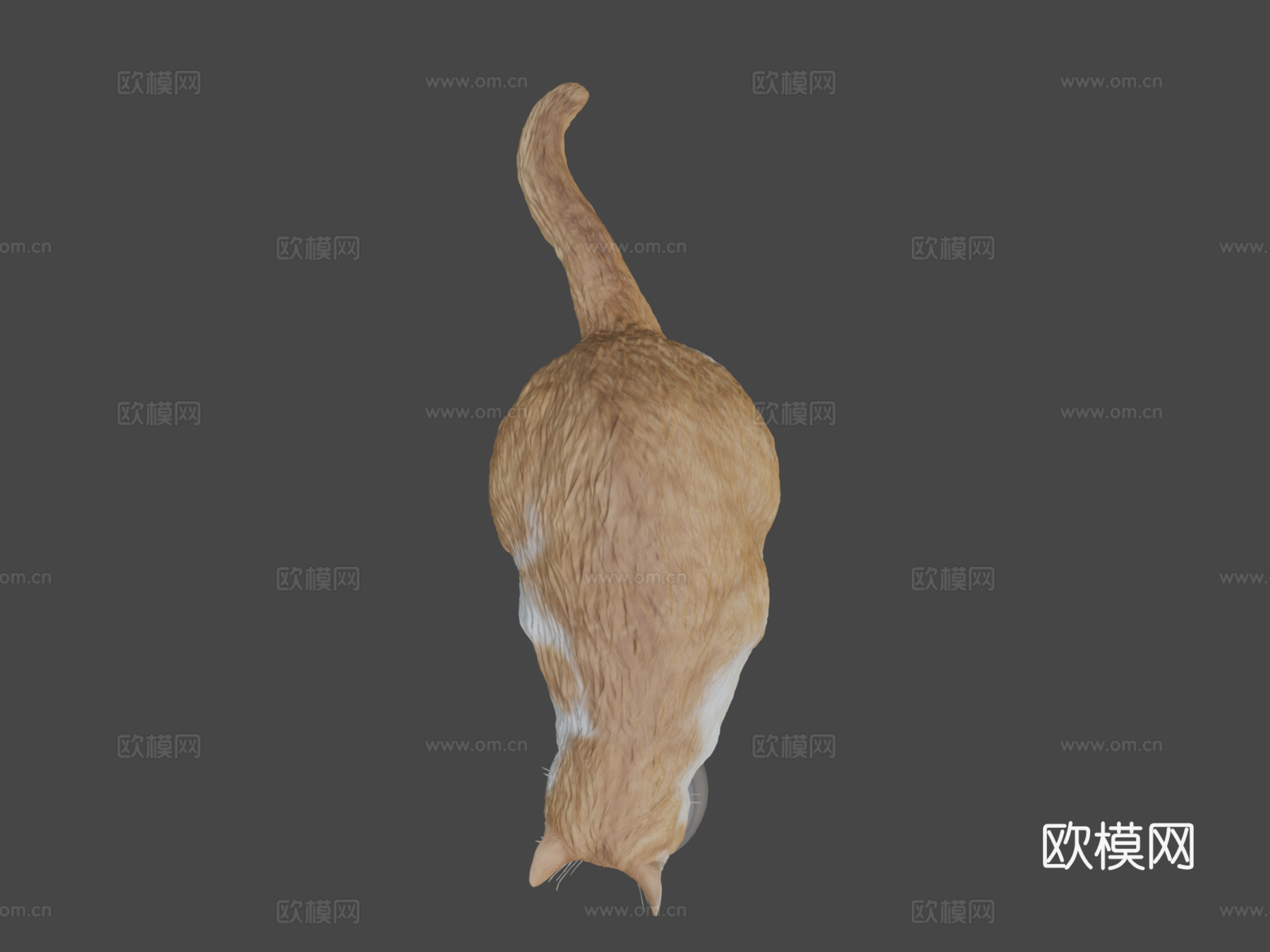 进食的猫12su模型