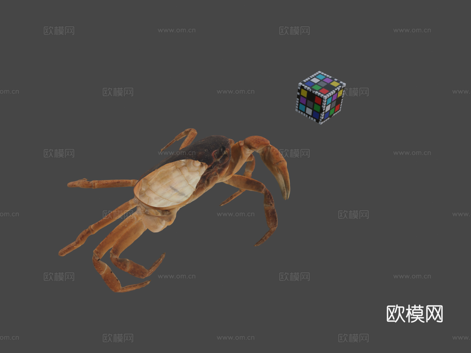 CC0泽蟹日本淡水蟹su模型