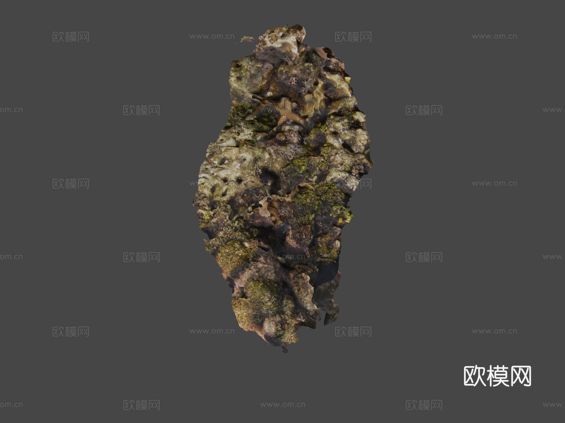 鹿角珊瑚鹿角珊瑚属su模型