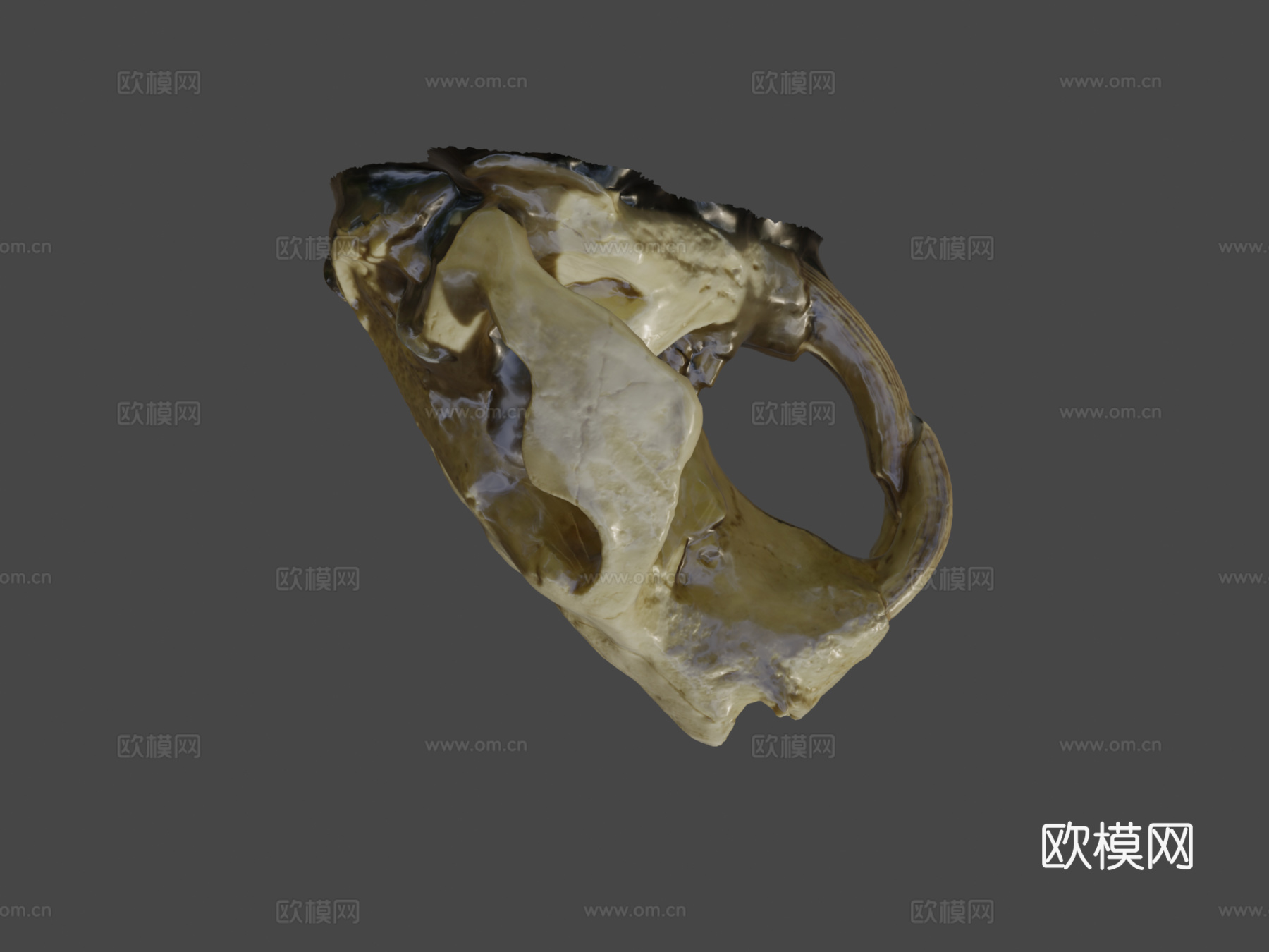 巨型河狸头骨su模型
