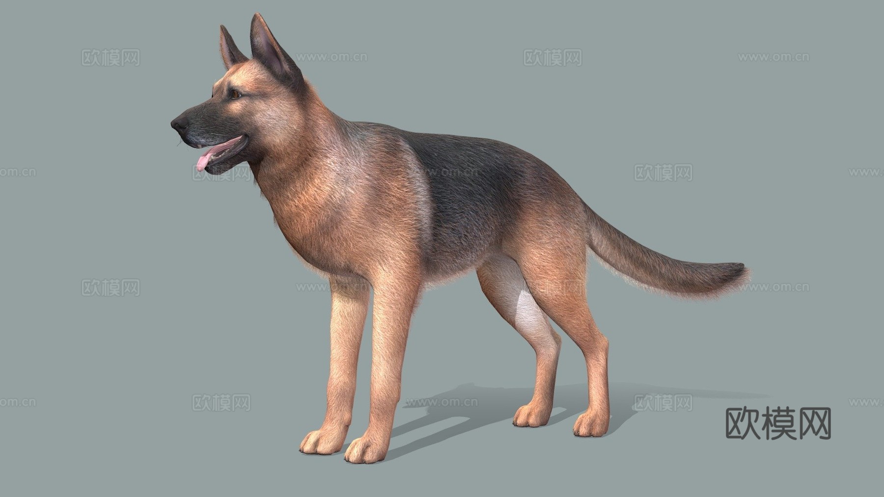 狗牧羊犬v2su模型
