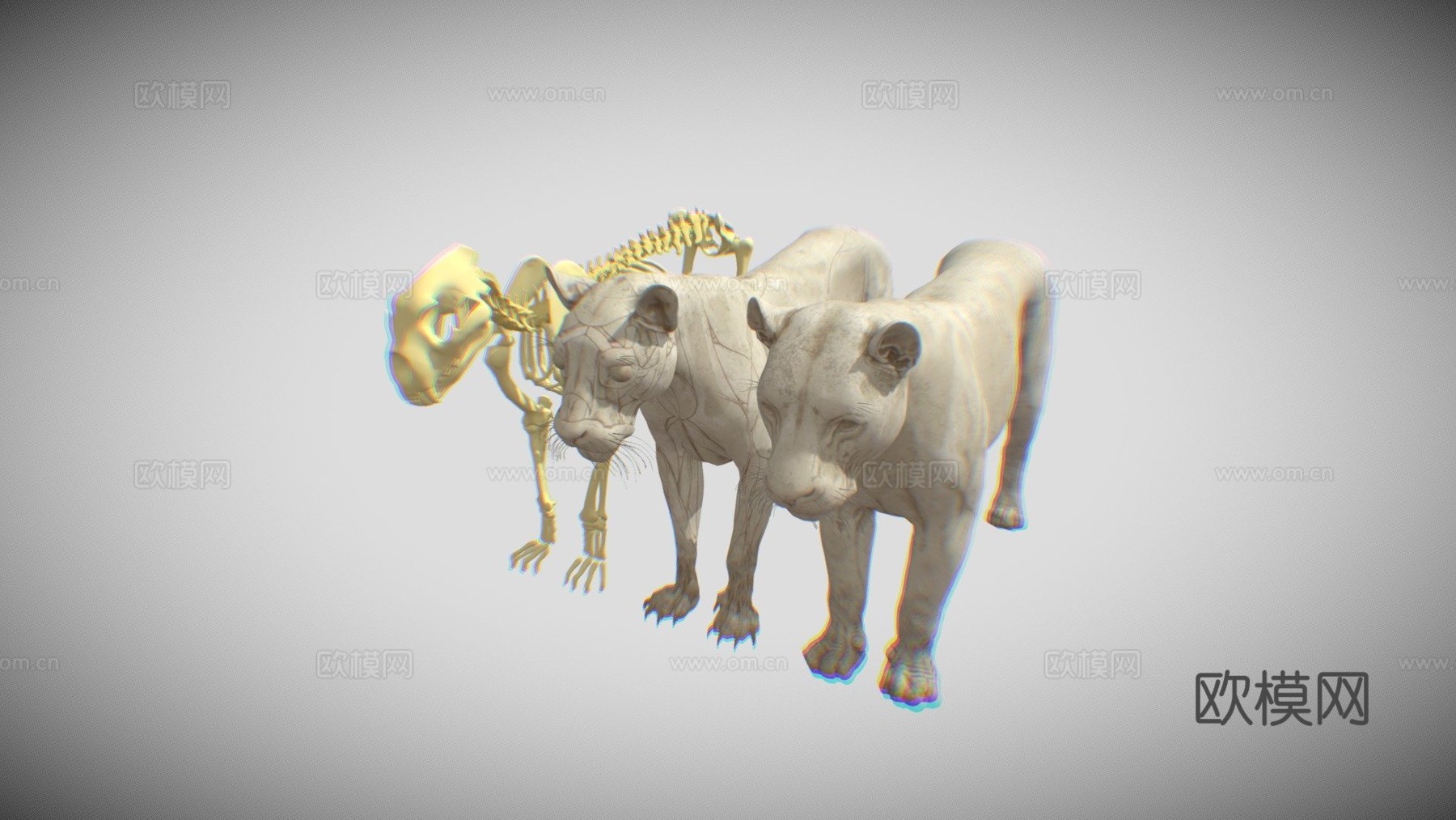 狮子骨骼解剖su模型