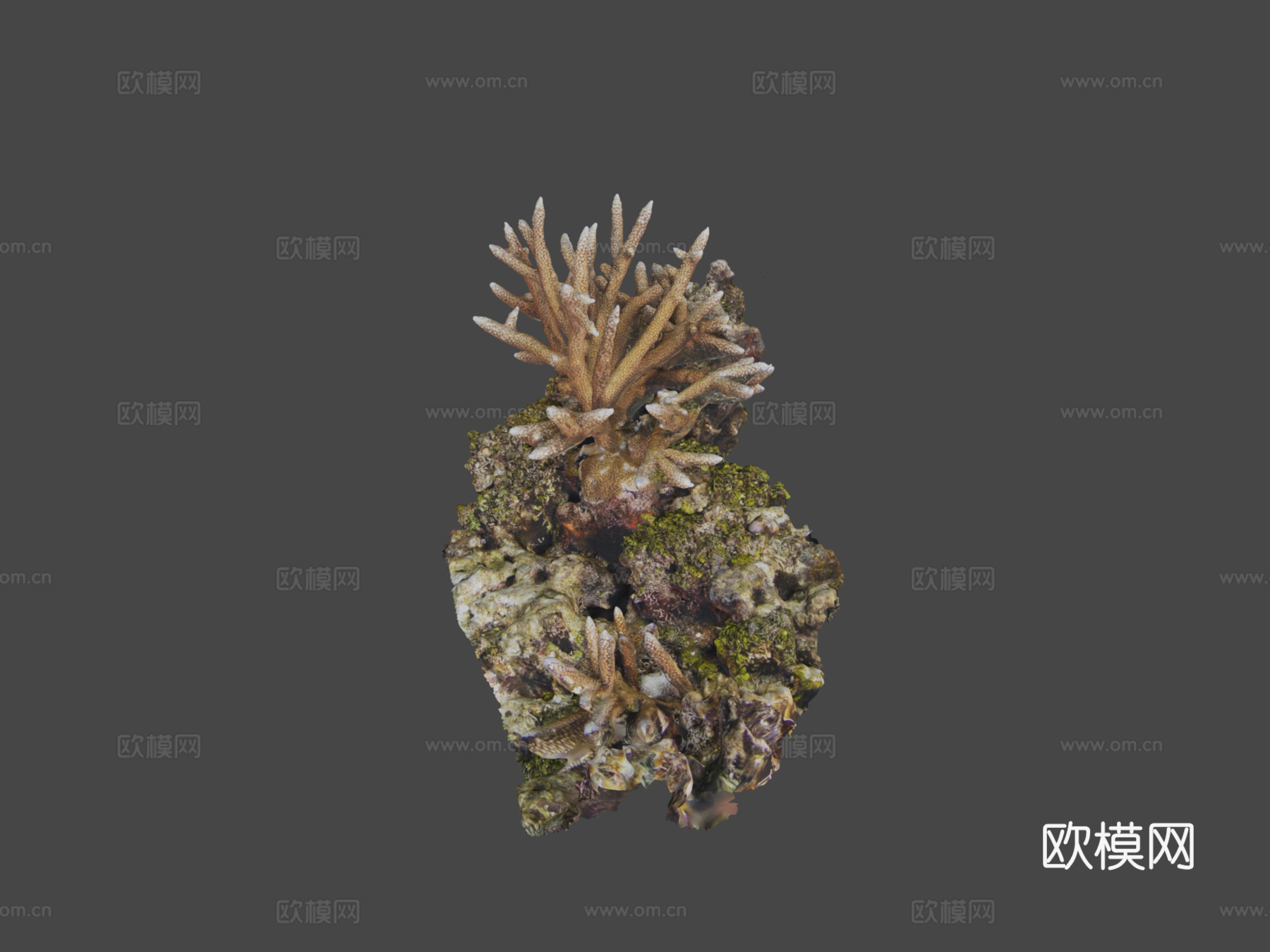 鹿角珊瑚鹿角珊瑚属su模型