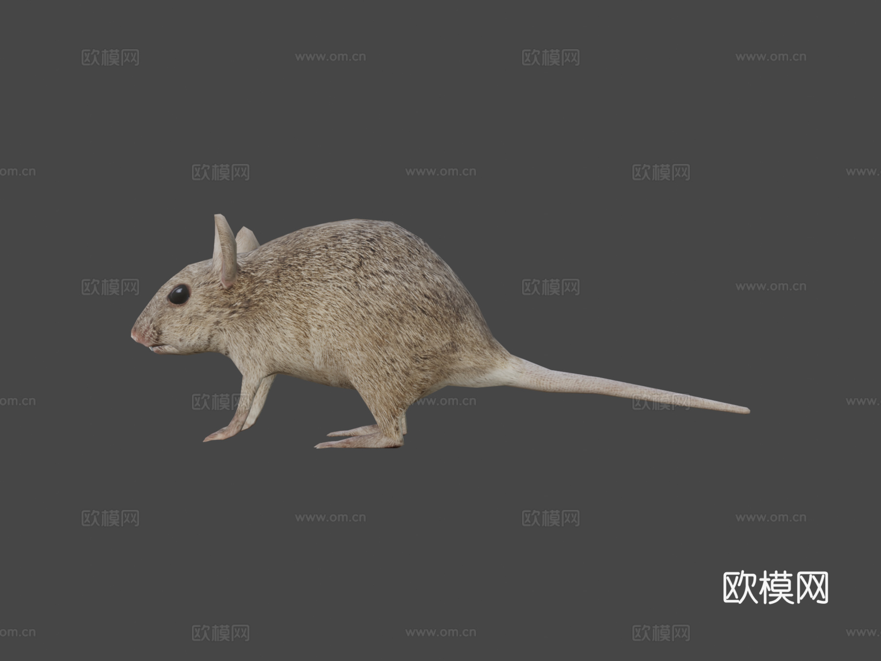 RT鸟类与小动物老鼠su模型