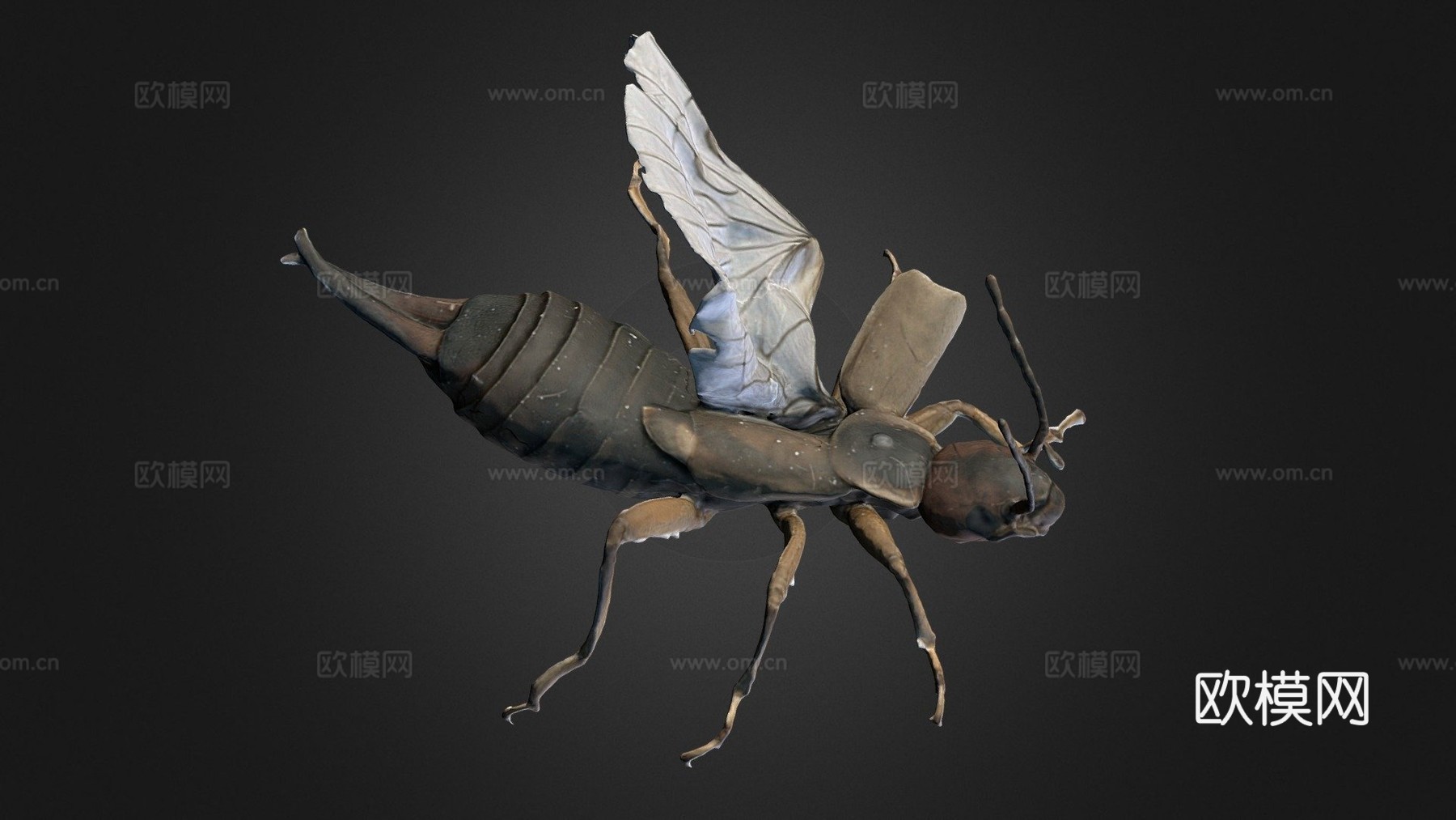 欧洲蠼螋自然历史数字档案库su模型下载（渲染图1）