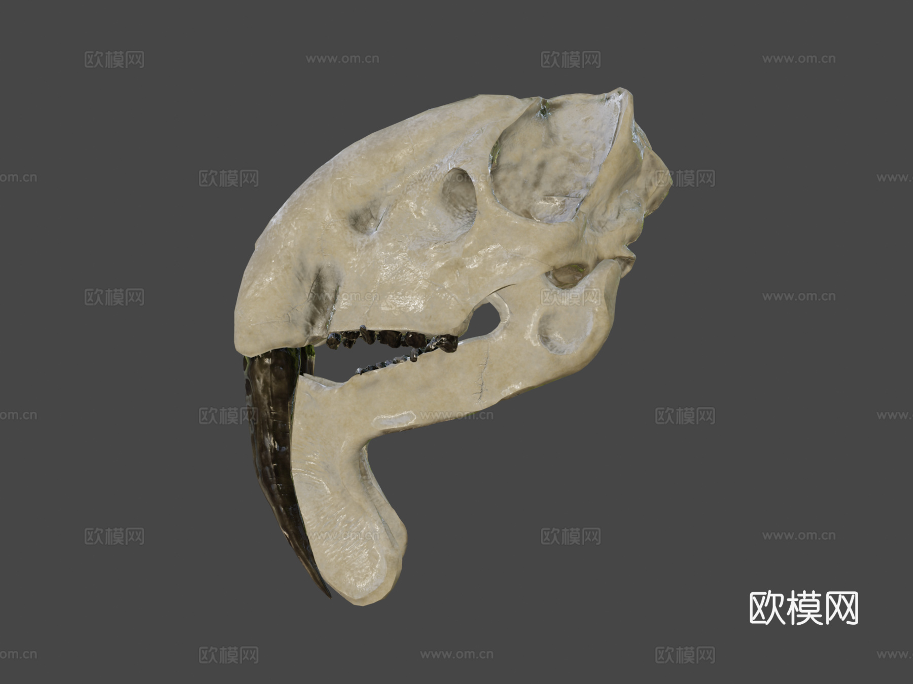 凶袋剑齿虎头骨su模型