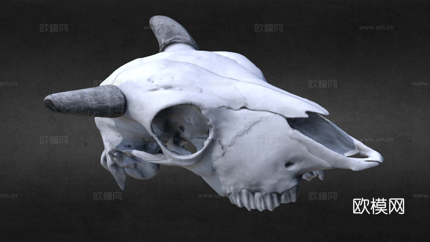 小野牛头骨su模型