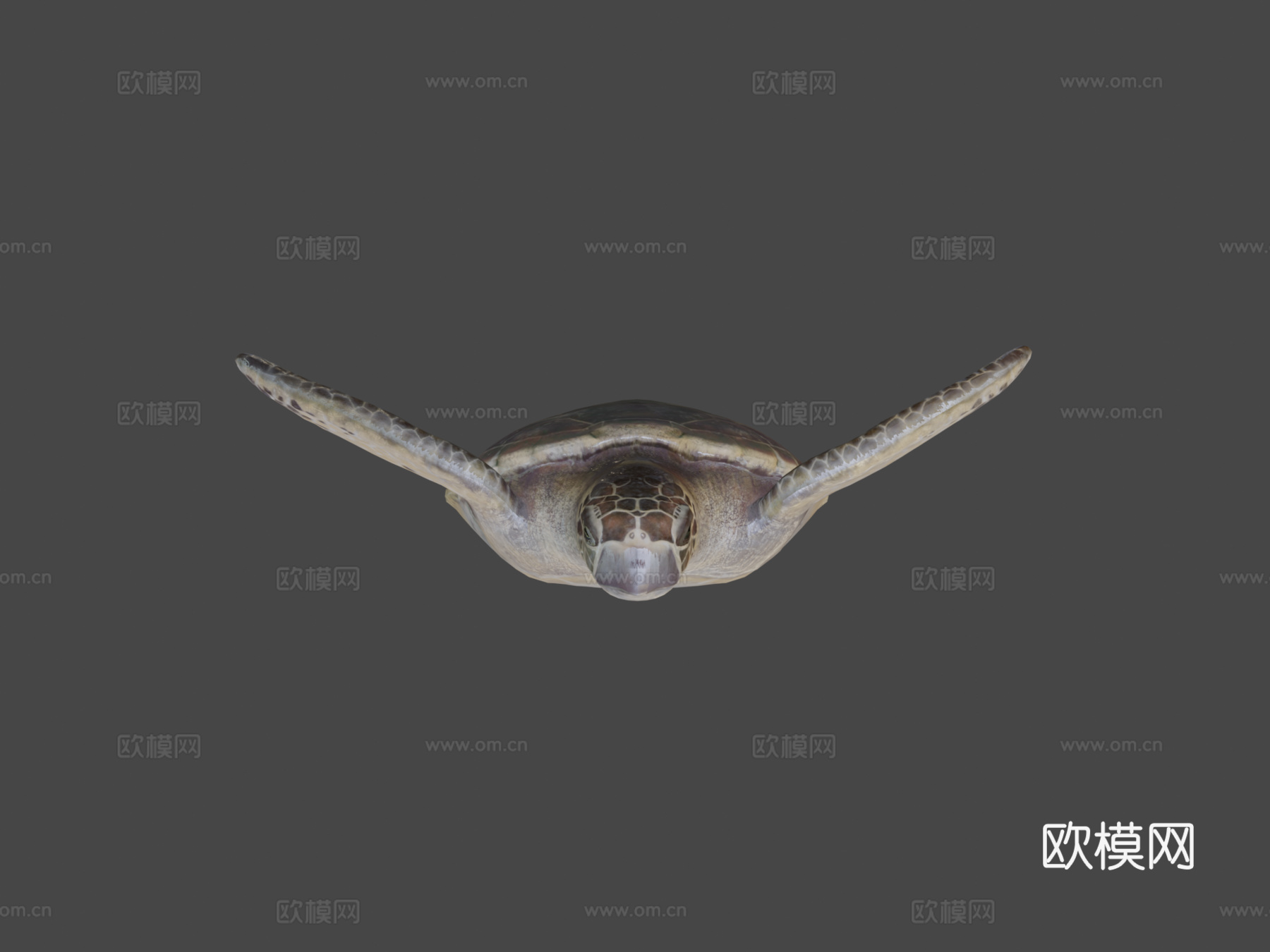 红海龟蠵龟su模型