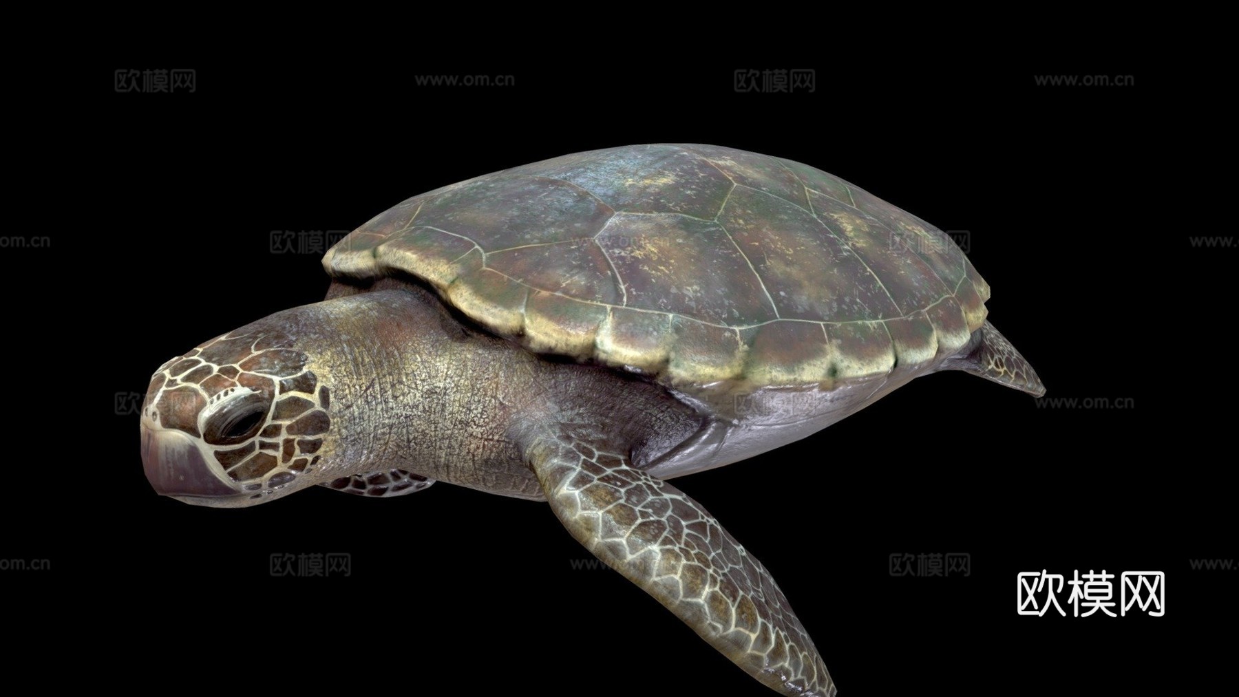 红海龟蠵龟su模型