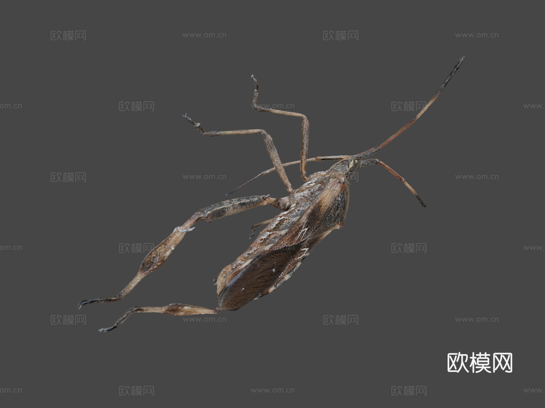 西方瘦足蝽自然历史数字档案DiNArDasu模型