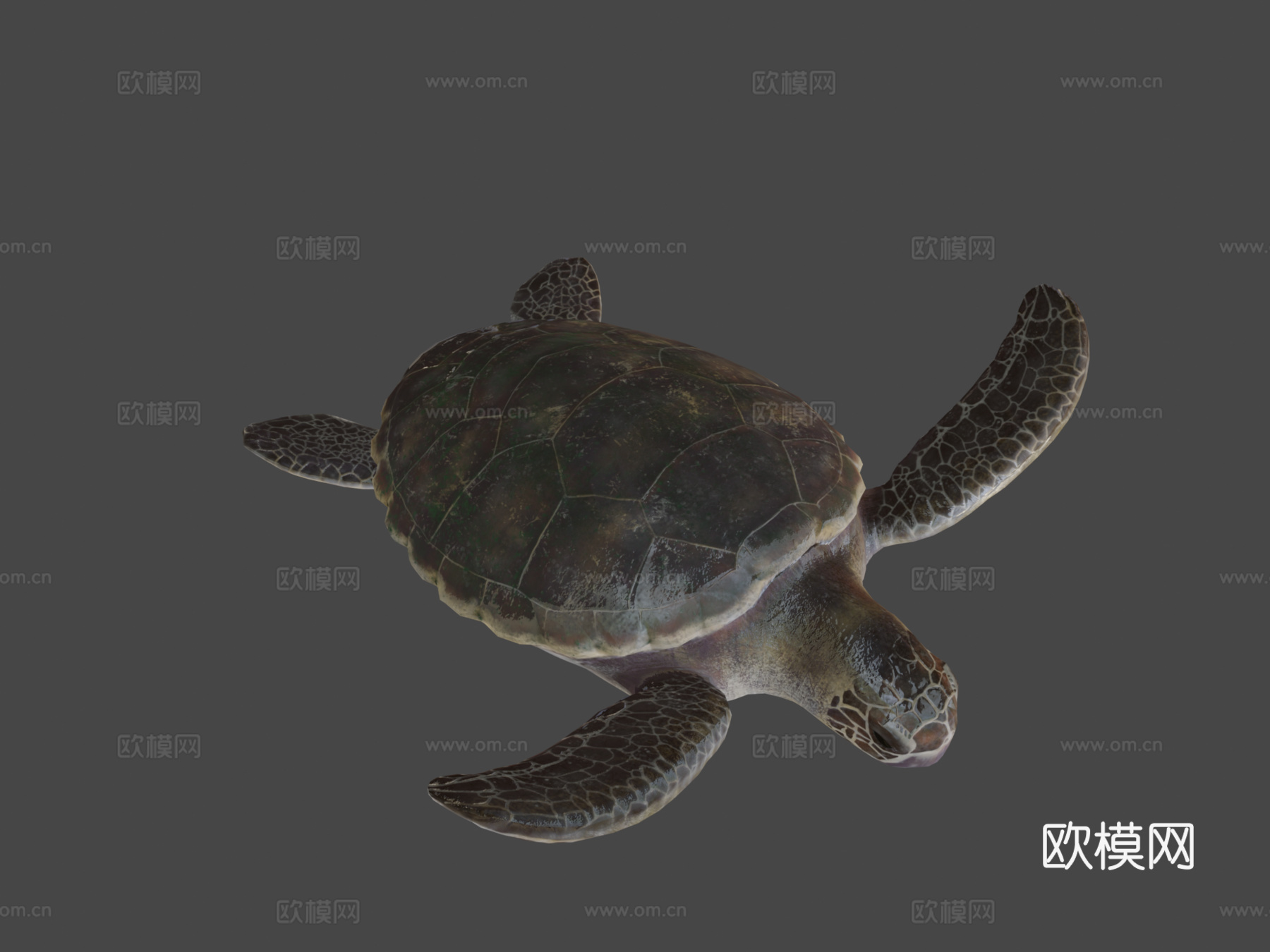 红海龟蠵龟su模型