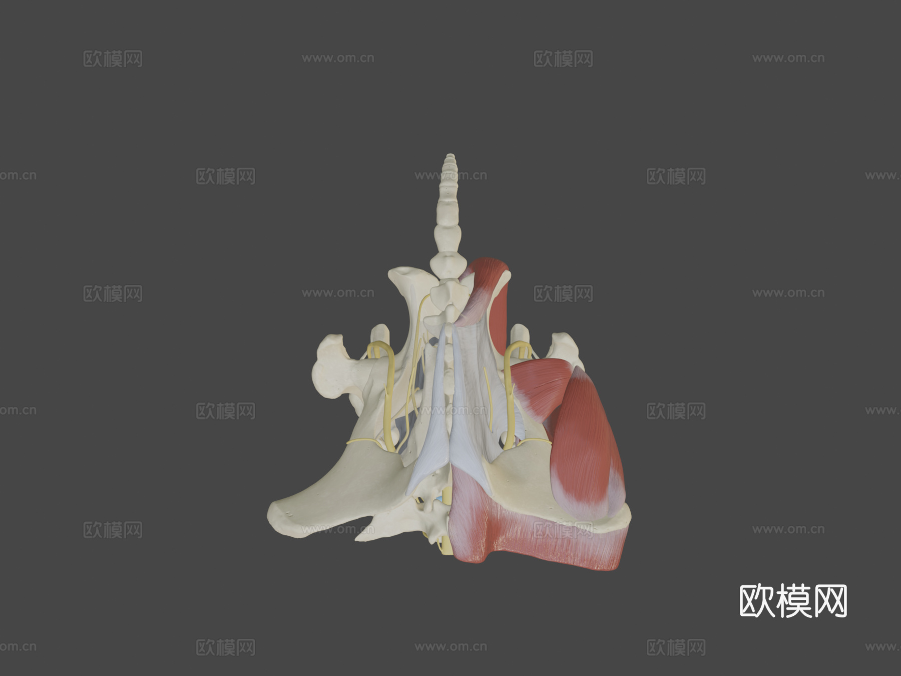 马骶髂区神经分布su模型