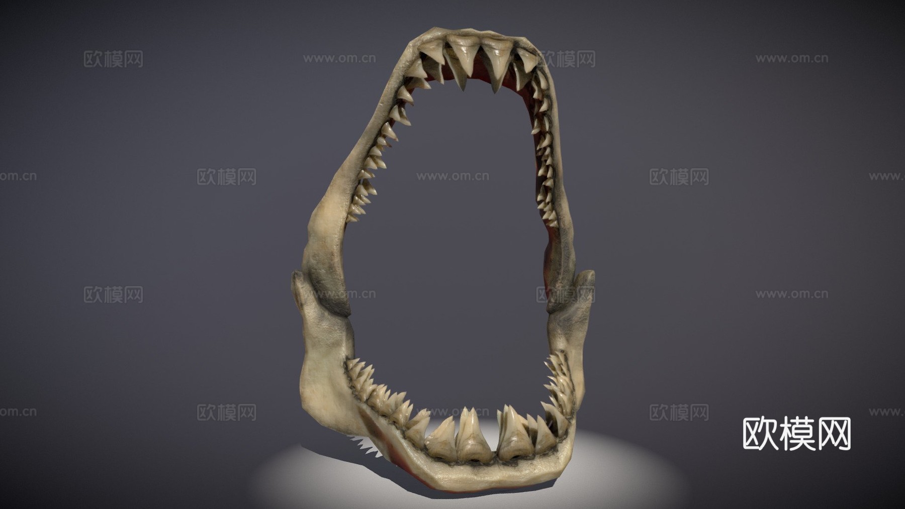 鲨鱼牙su模型下载（渲染图1）