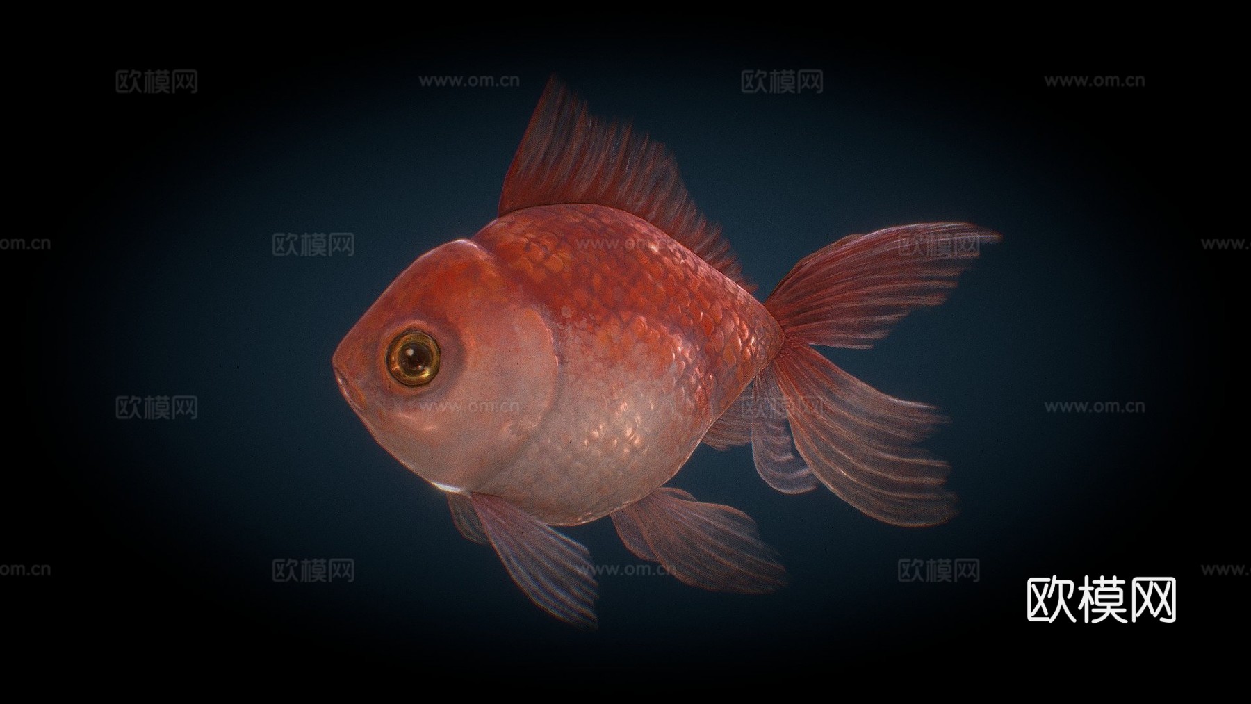 金鱼su模型