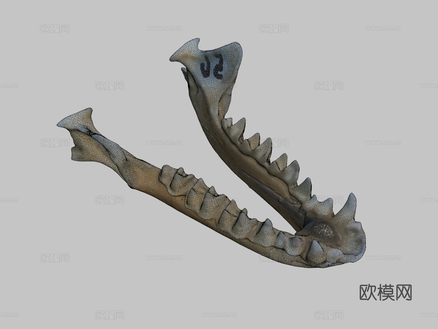鼠耳蝠自然历史数字档案库su模型