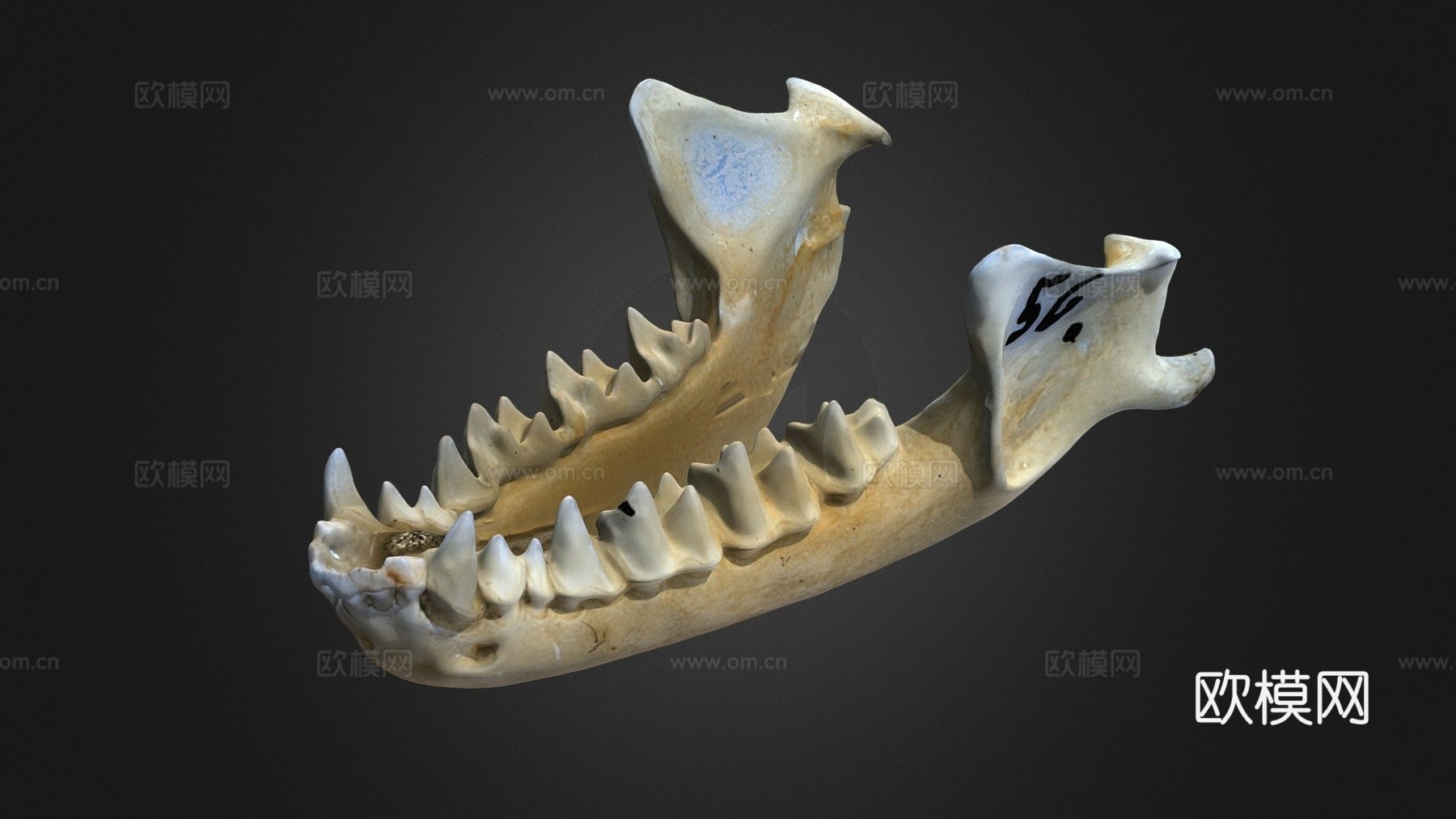 鼠耳蝠自然历史数字档案库su模型