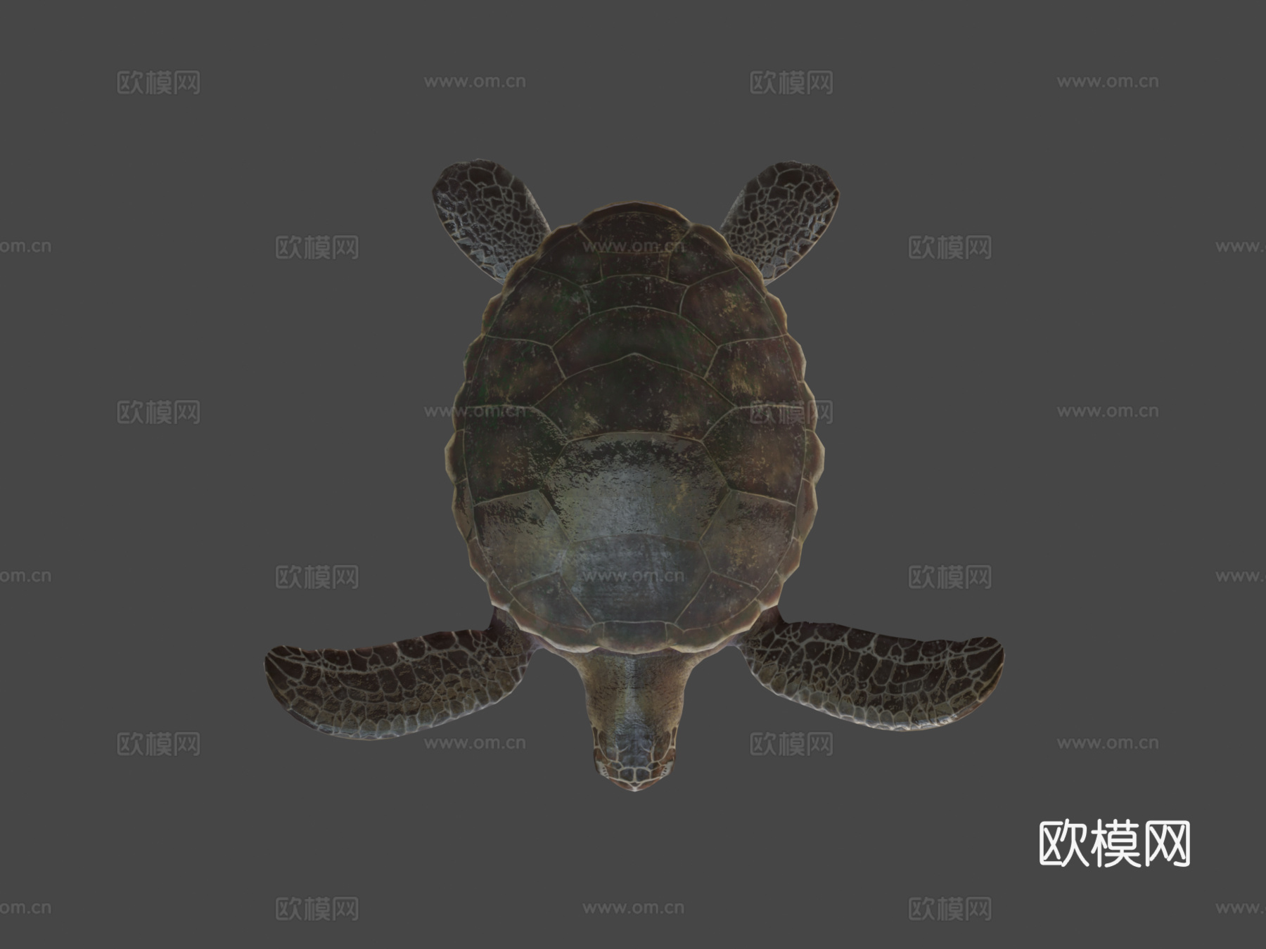 红海龟蠵龟su模型