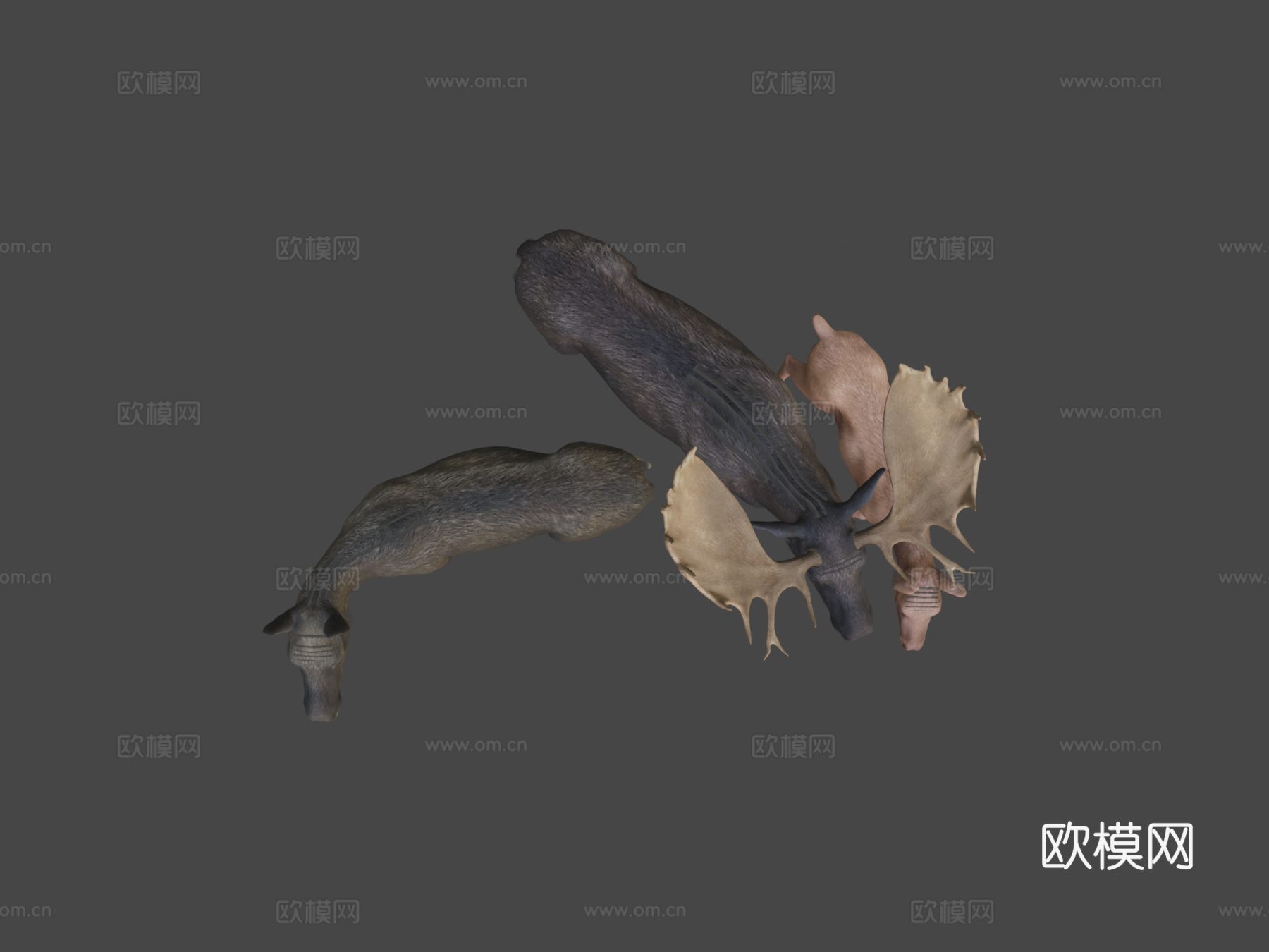 驼鹿家庭马鹿1su模型