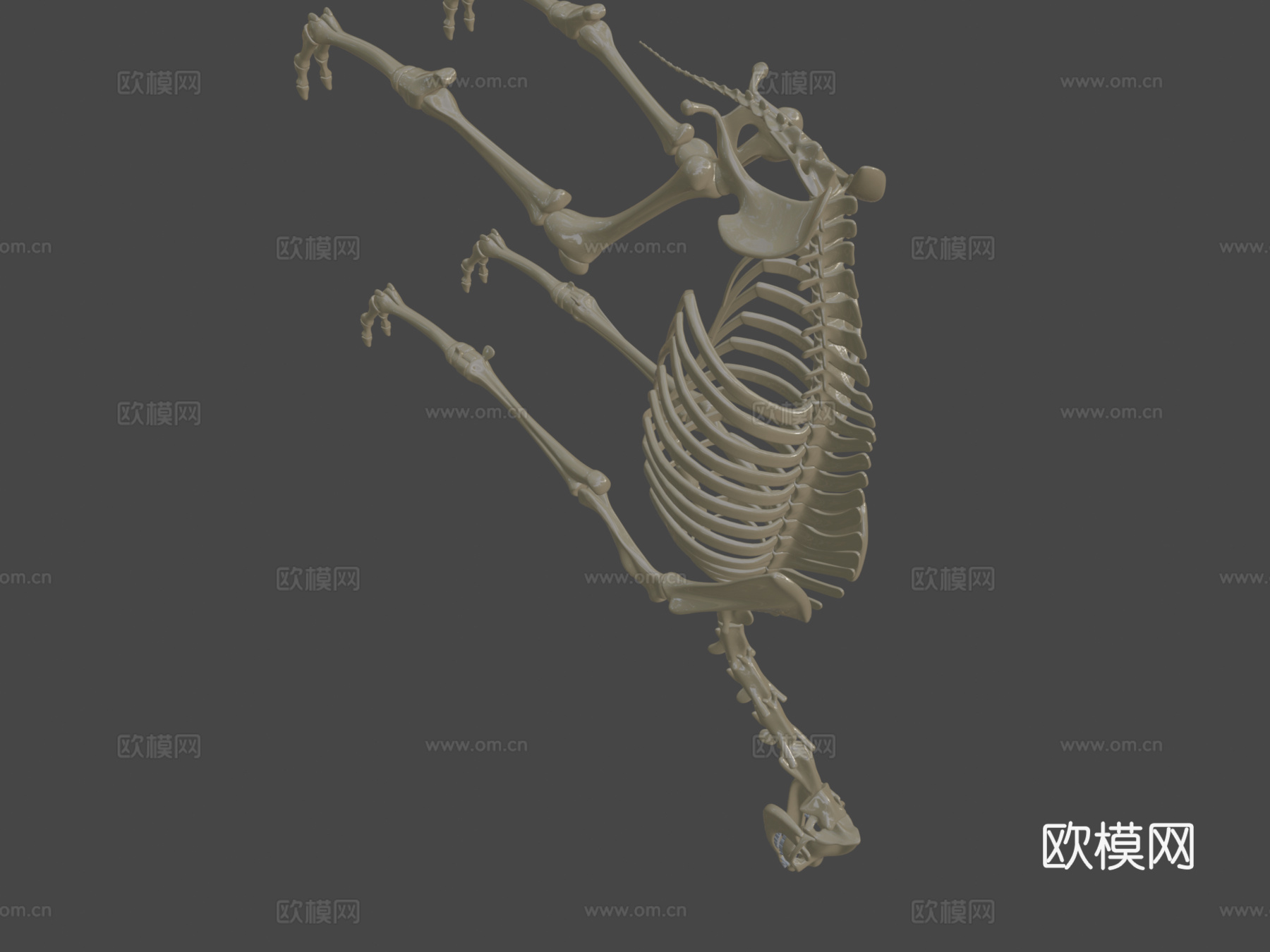 单峰骆驼骨架su模型